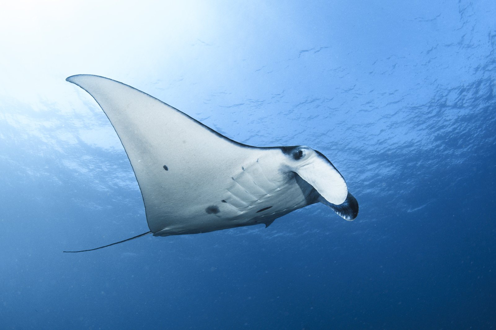 A reef manta ray swims through open blue water