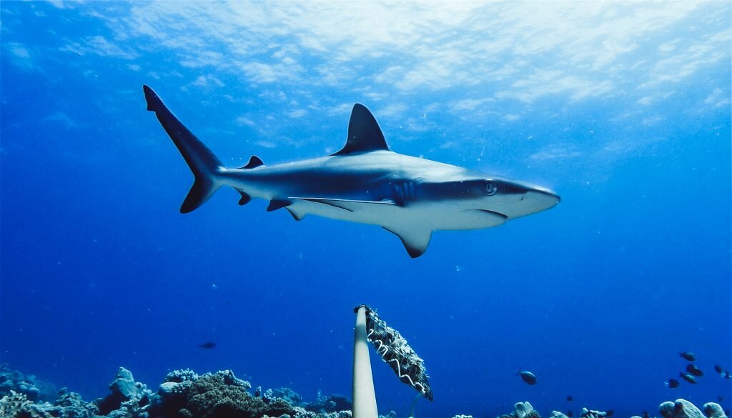 Grey reef shark, Northern Great Barrier Reef, Australia | Image credit: Global FinPrint