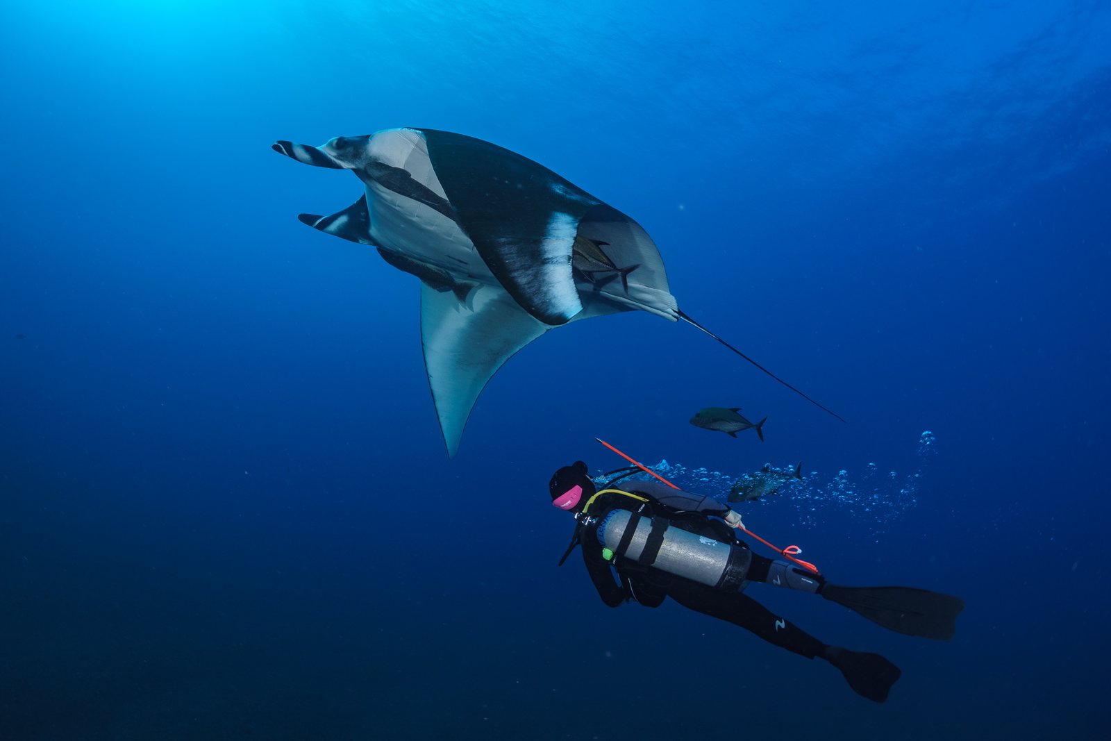 A diver photographs an oceanic manta ray at Revillagigedo, Mexico