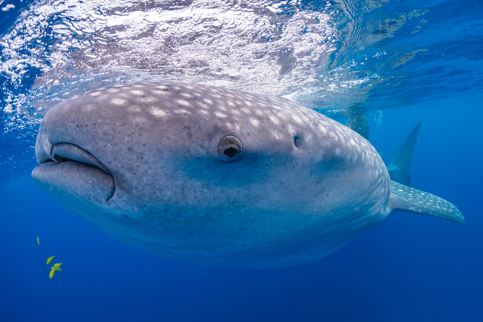 A close view of a whale shark's head just below the surface
