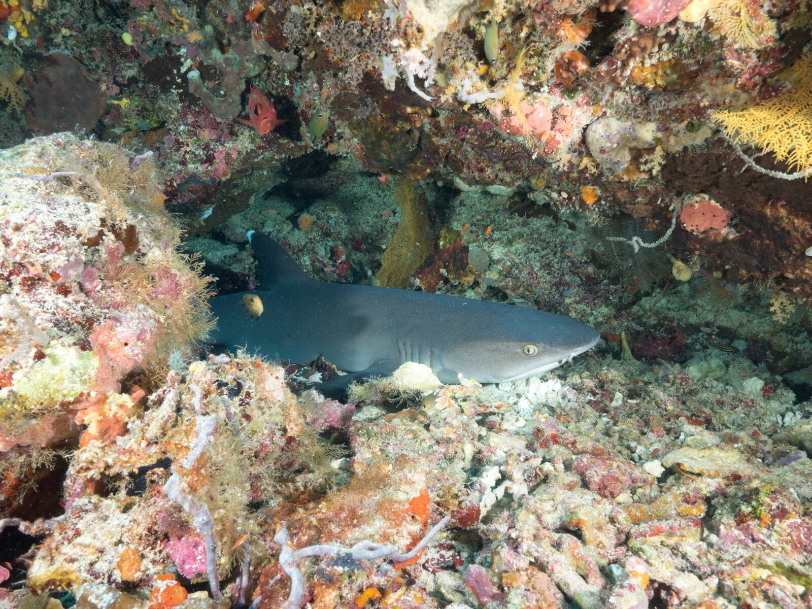 A whitetip reef shark rests under a ledge at Tubbataha Reefs, Philippines