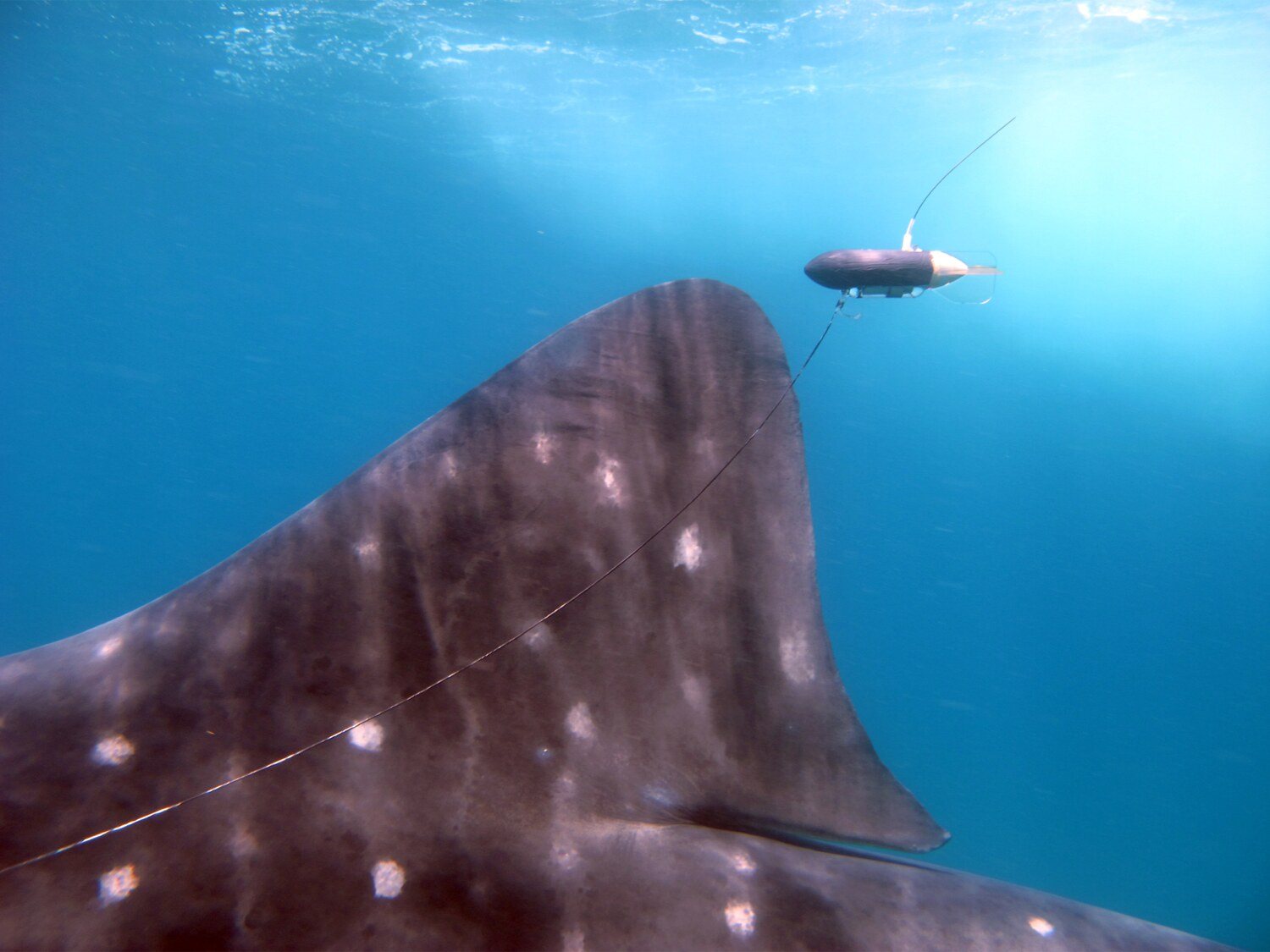 A juvenile whale shark carrying a satellite tag off Praia do Tofo, Mozambique