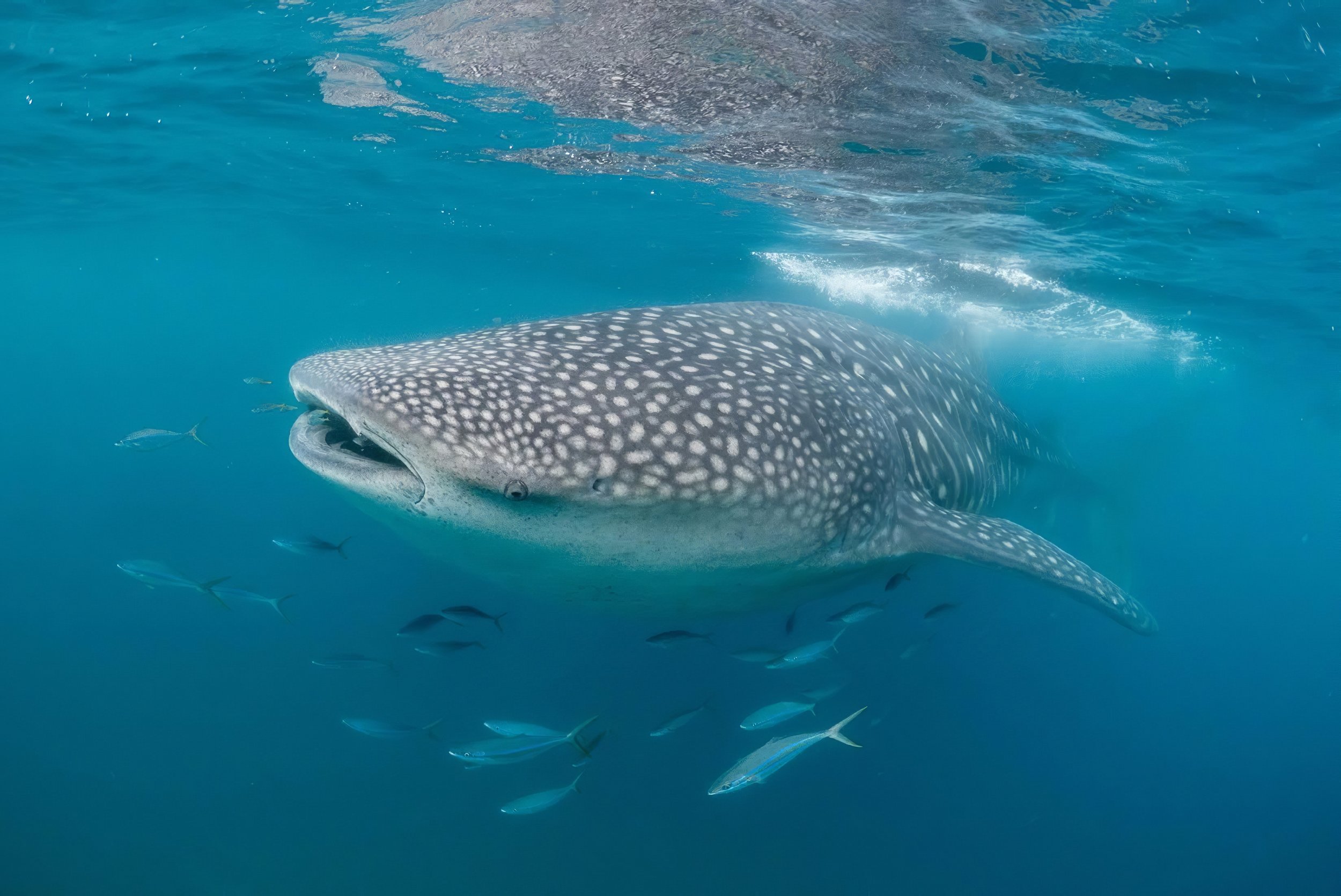 Mozambique