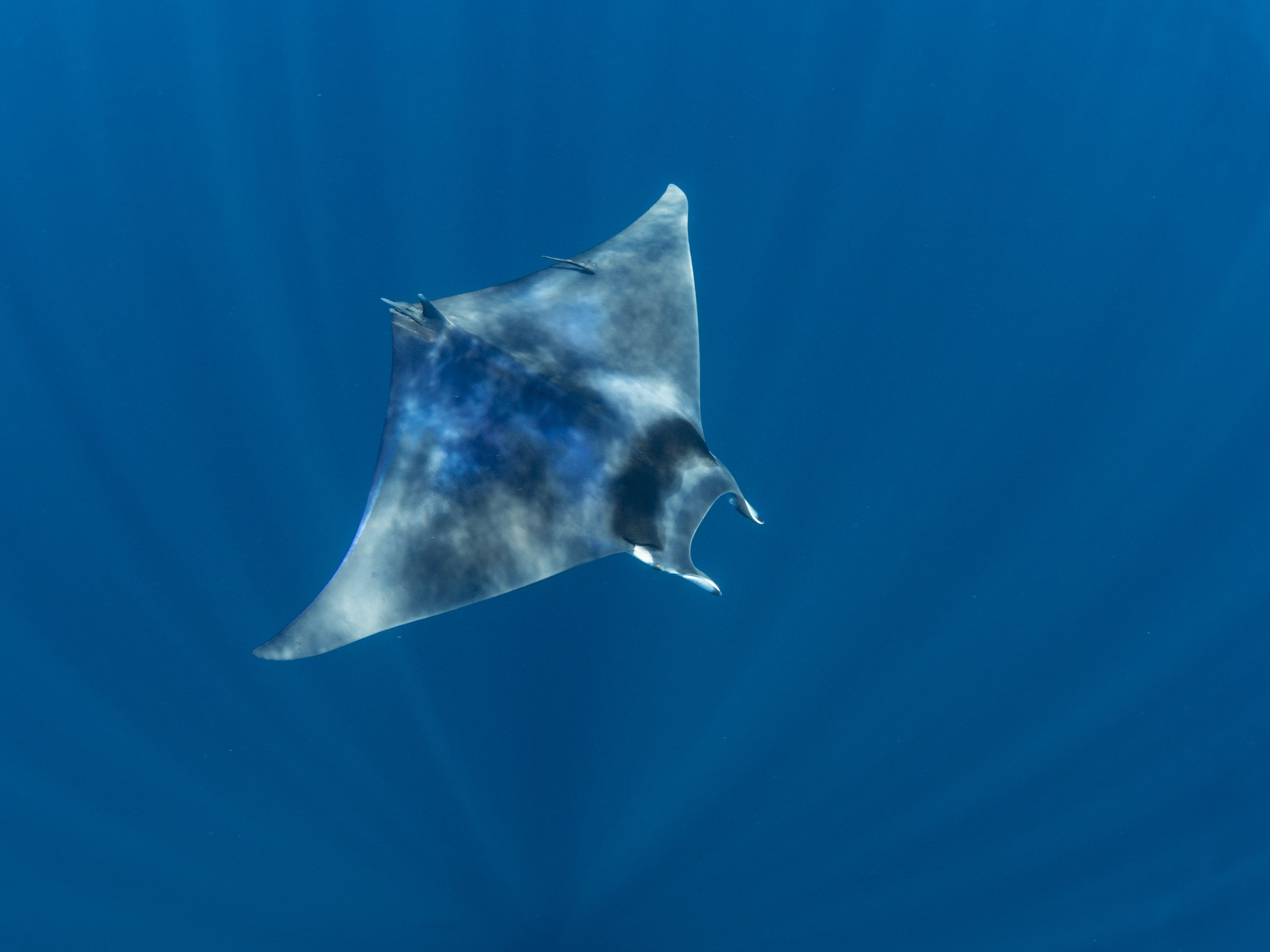 Madagascar Manta & Devil Rays (completed)