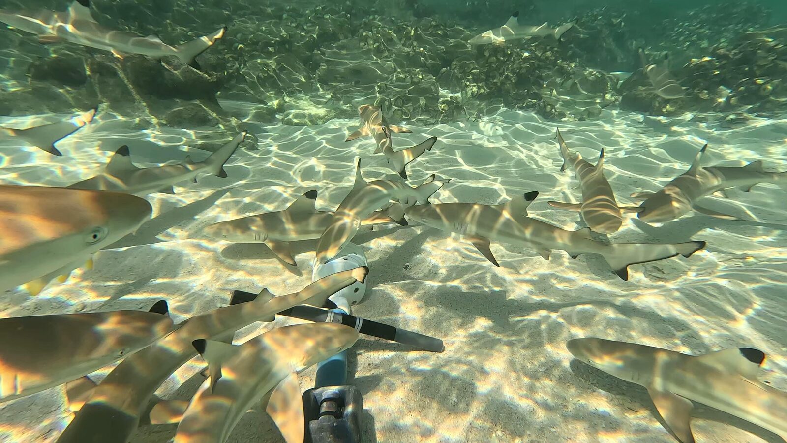 Blacktip Reef Sharks, Tanzania