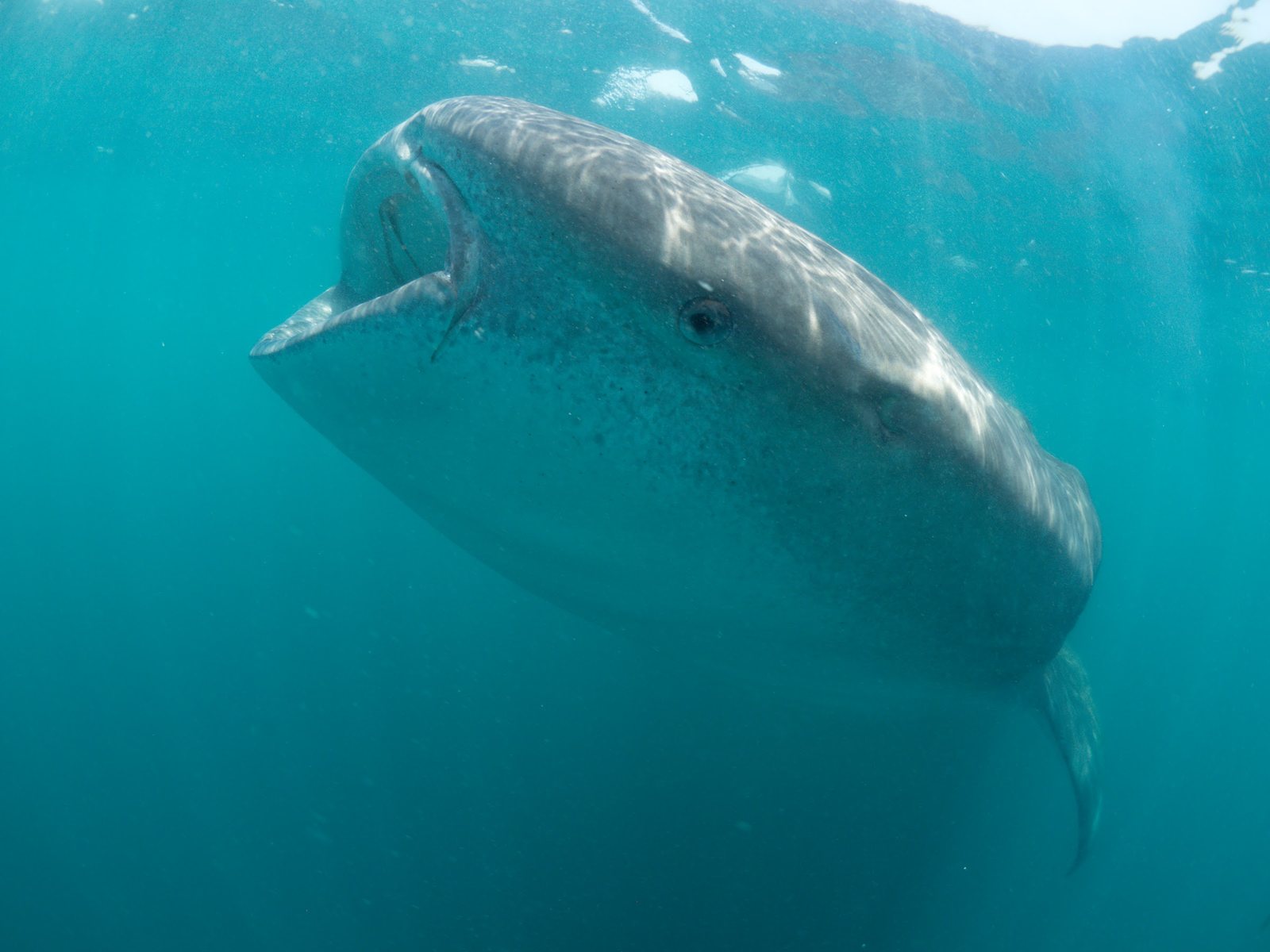 A whale shark swims just below the surface off Qatar