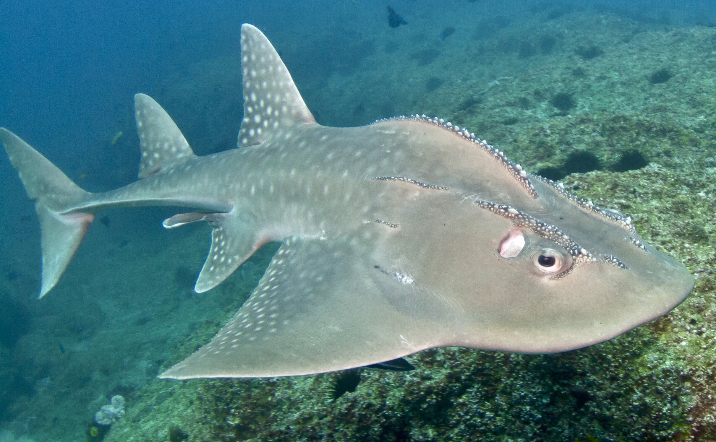 Bowmouth guitarfish, Southern Mozambique