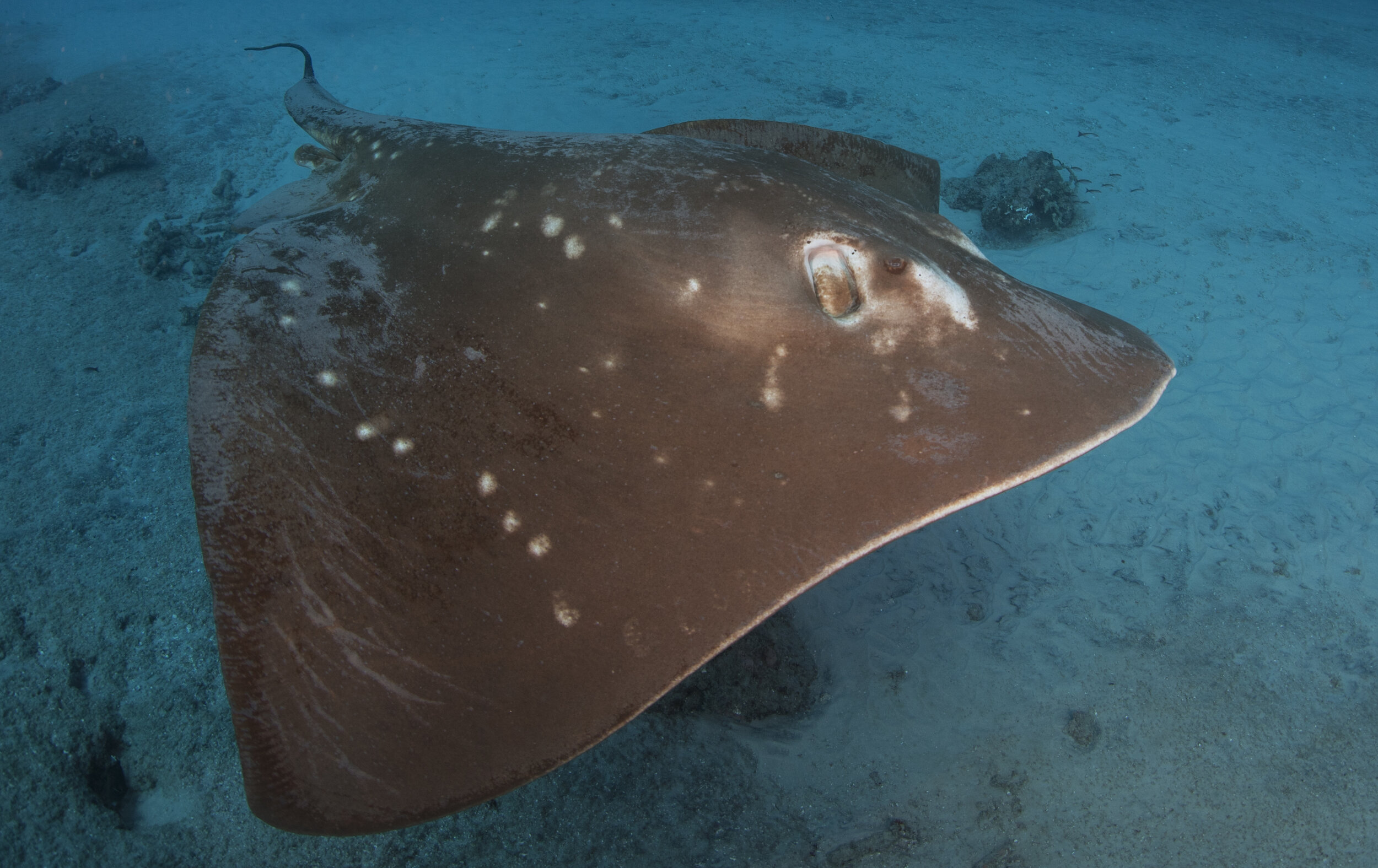 Smalleye stingray portrait with focus om eye.jpg
