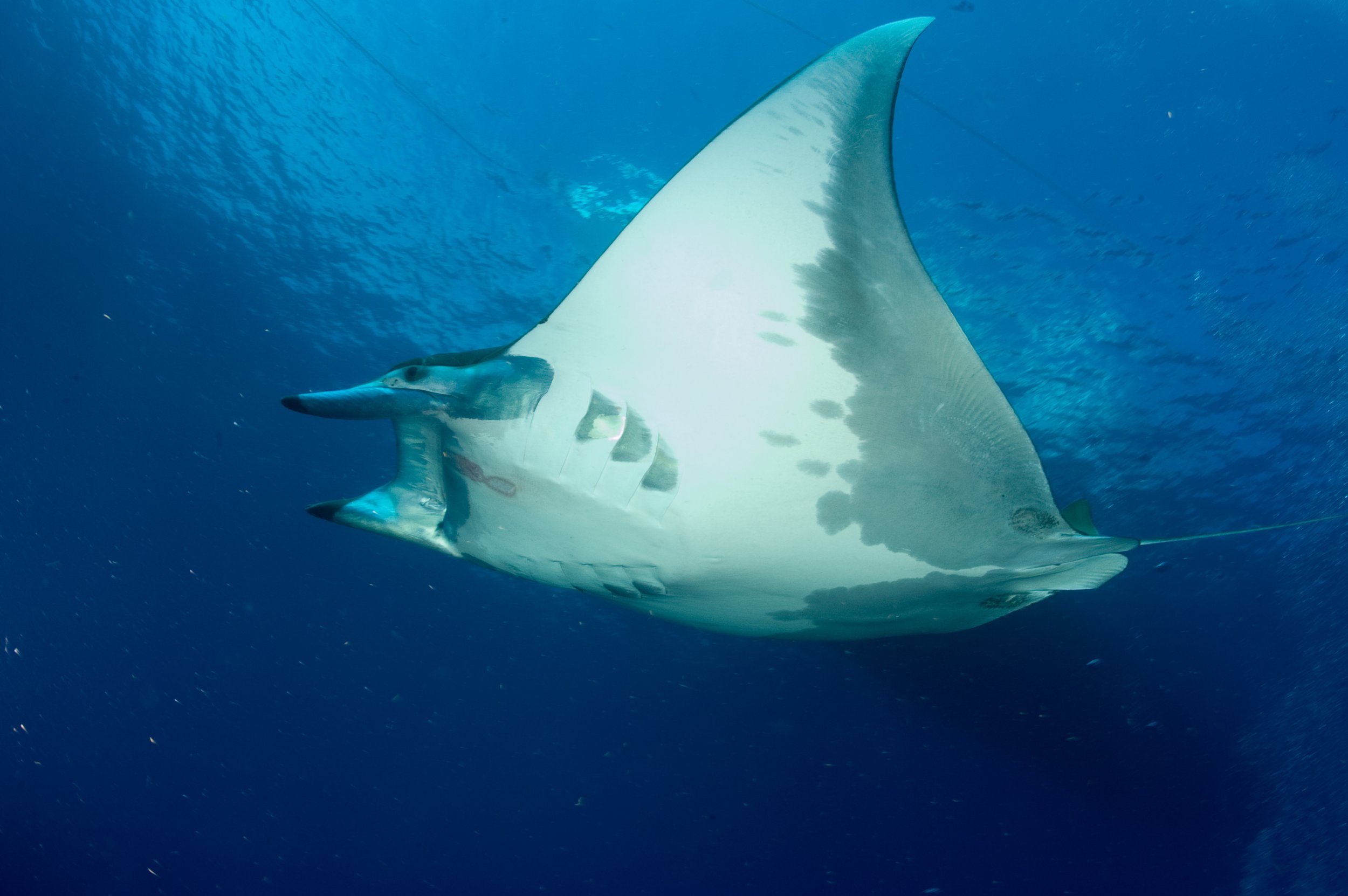 Mysterious Giant of the Sea: 12ft Wide Endangered Sicklefin Devil Ray Found Off the US Atlantic Coast