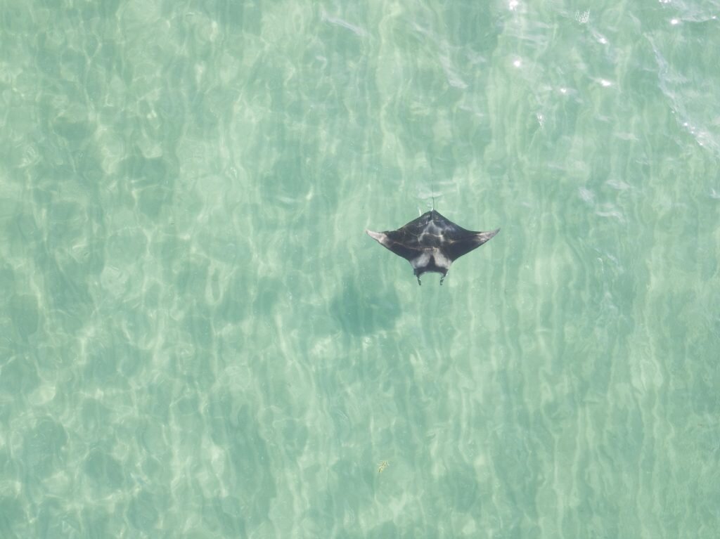 Aerial image of a manta ray along the coast of Florida – a potential nursery ground for the species. (c) Jessica Pate