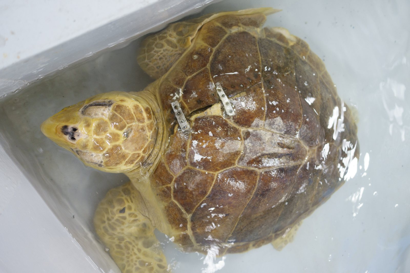 A sea turtle with metal plates fixed across a crack in its shell, resting in a shallow tub in the United Arab Emirates