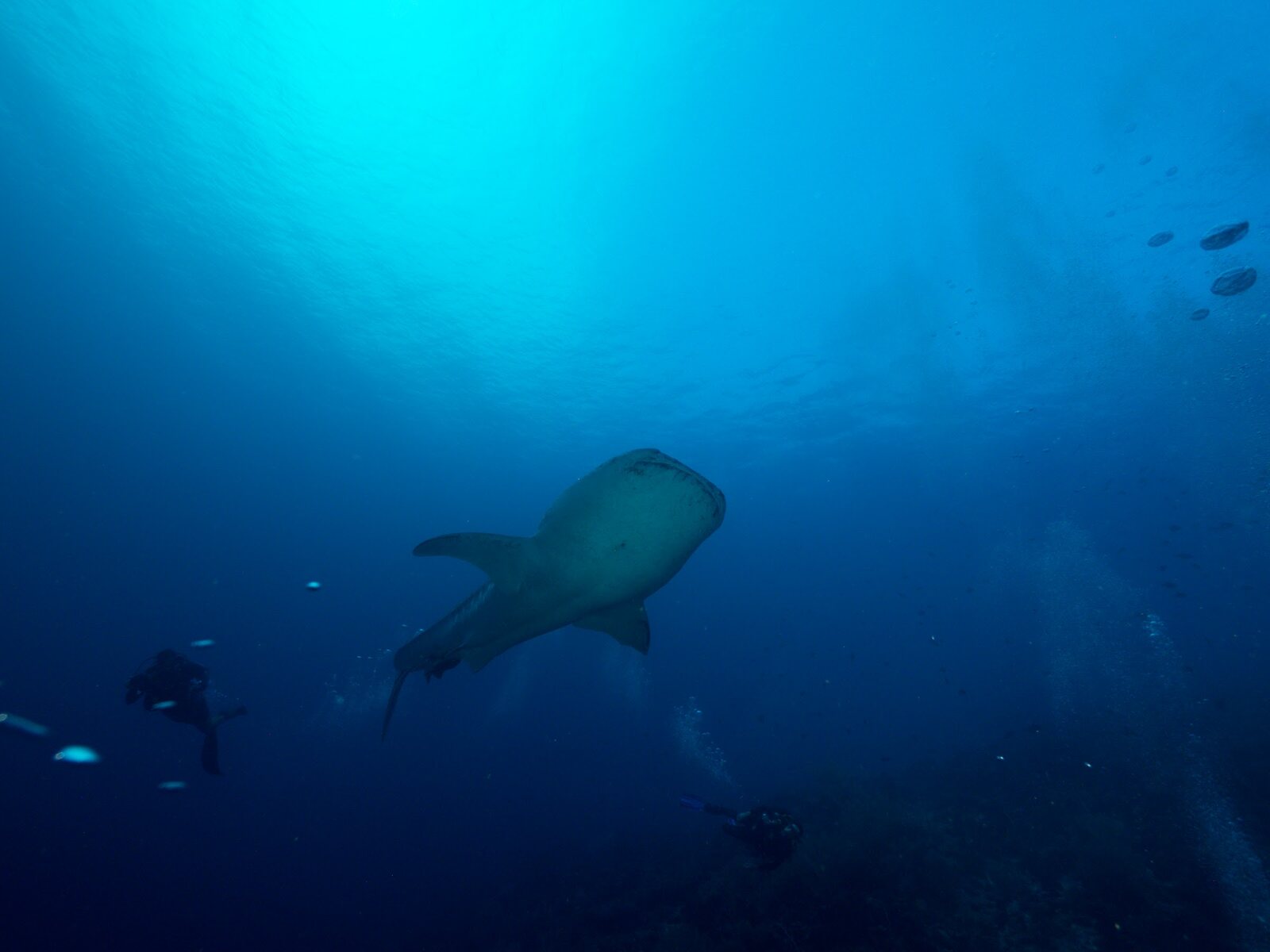 A whale shark swims above divers at Tubbataha Reefs, Philippines