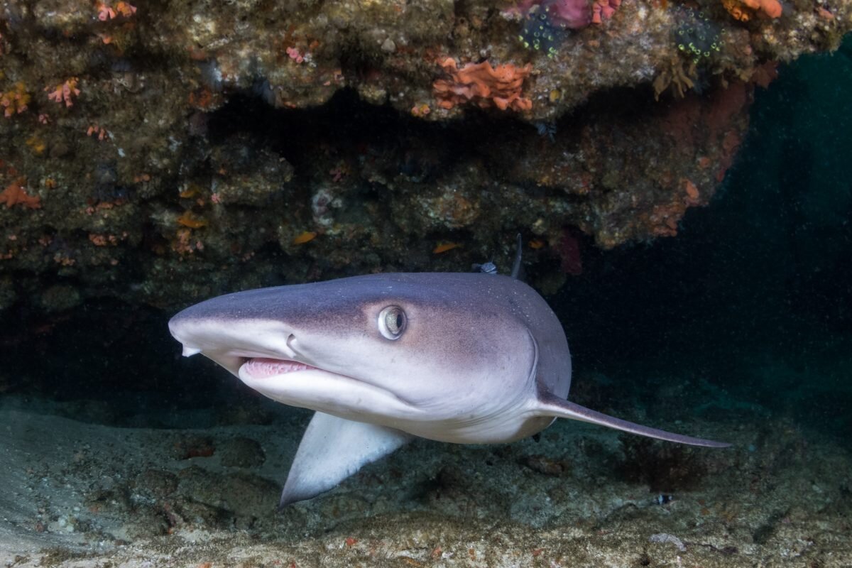 Mozambique whitetip reef shark | Image credit: Anna Flam