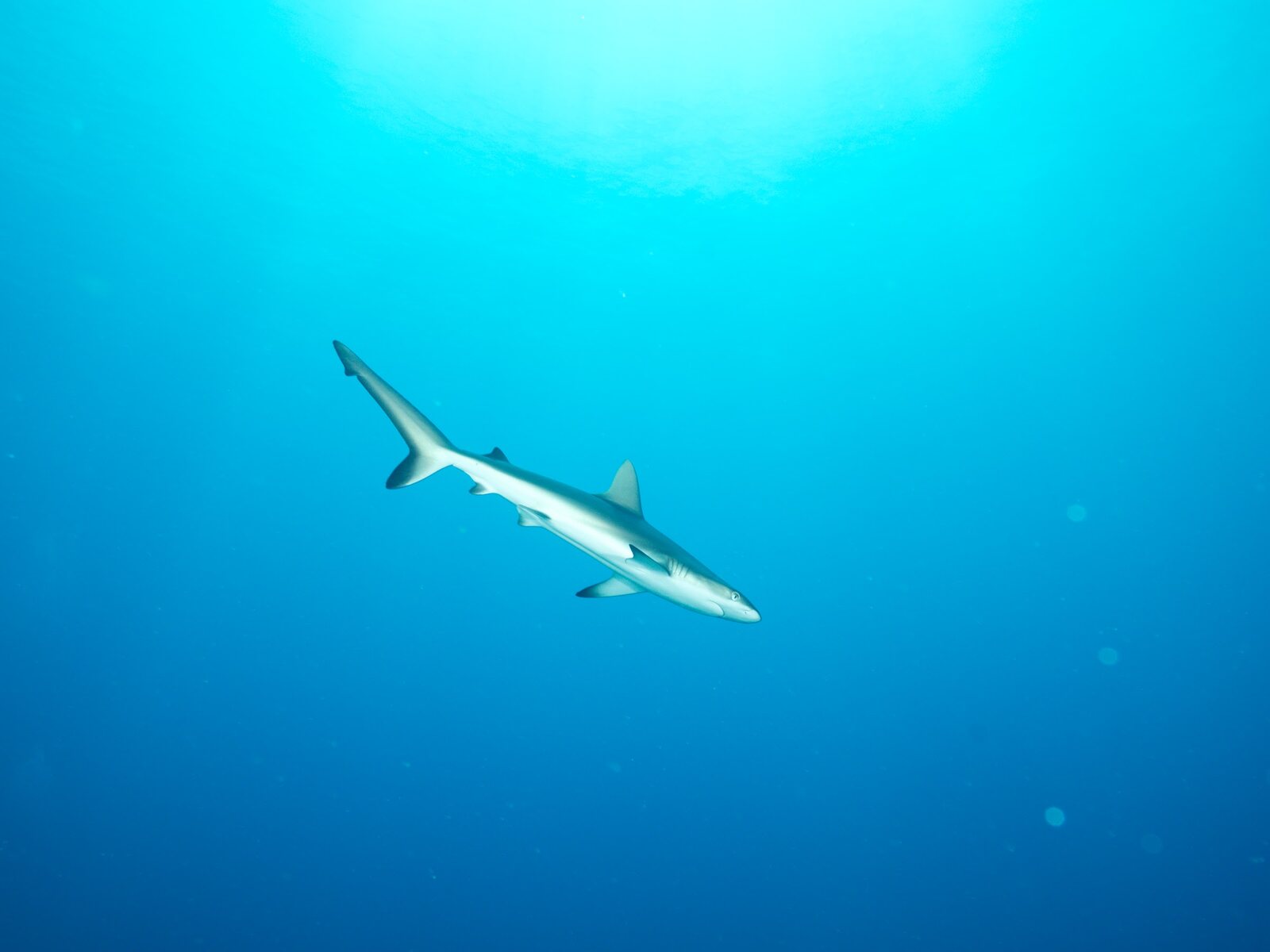 A reef shark swims in open water off the reef at Tubbataha, Philippines