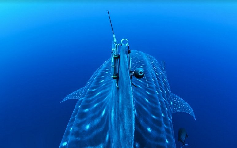 A tag with a camera and antenna clamped to a whale shark's dorsal fin, seen from behind in open blue water