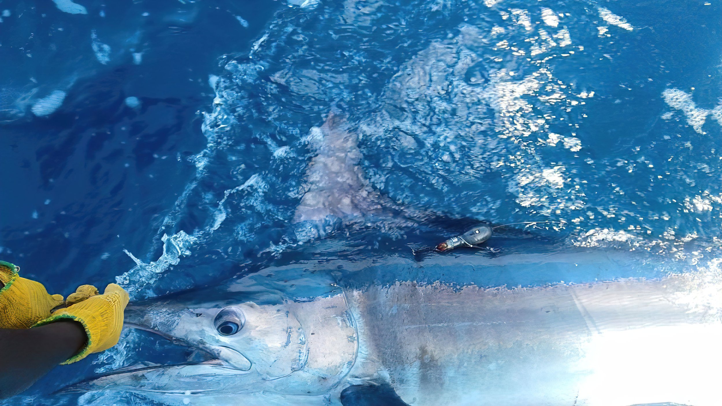 Marlin-2-SharpenAI-motion.jpg