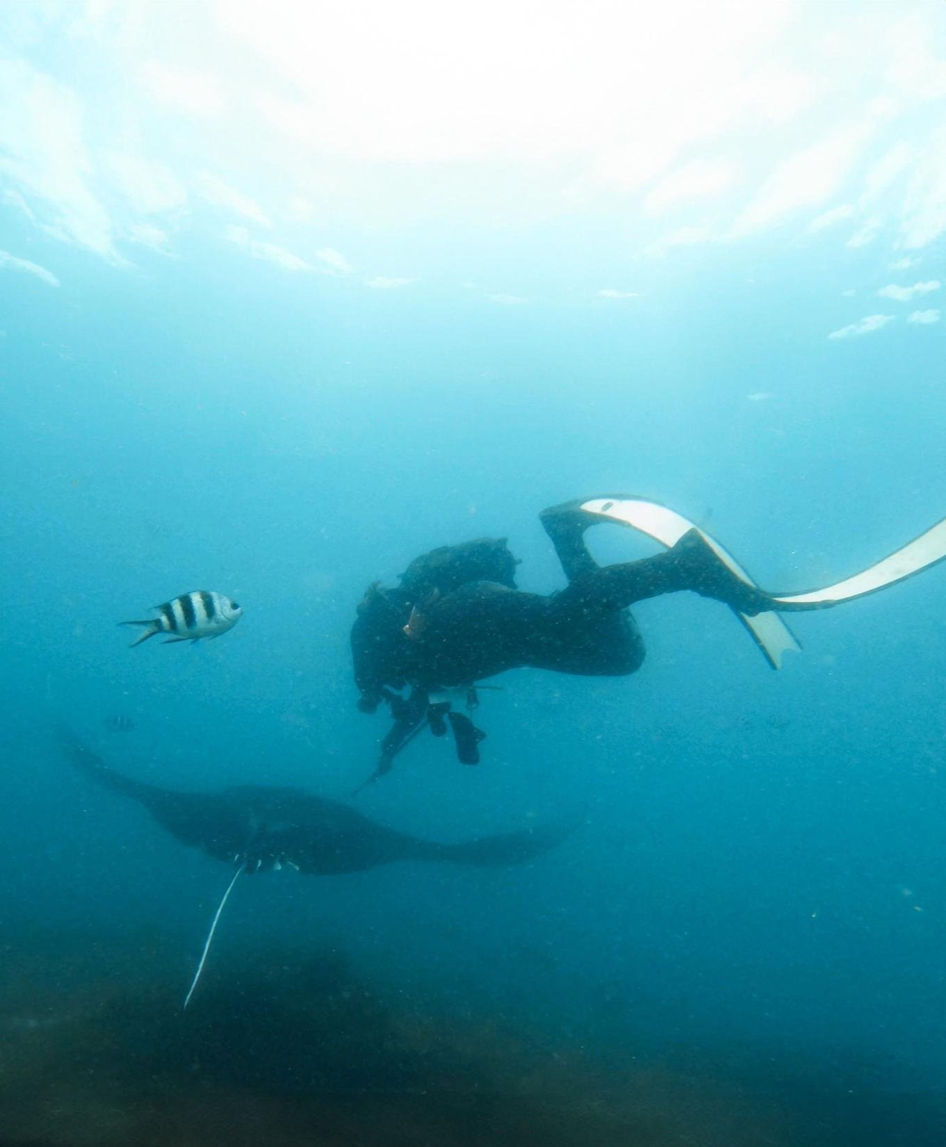 Dr. Nakia Cullain fits an acoustic tag to a reef manta ray