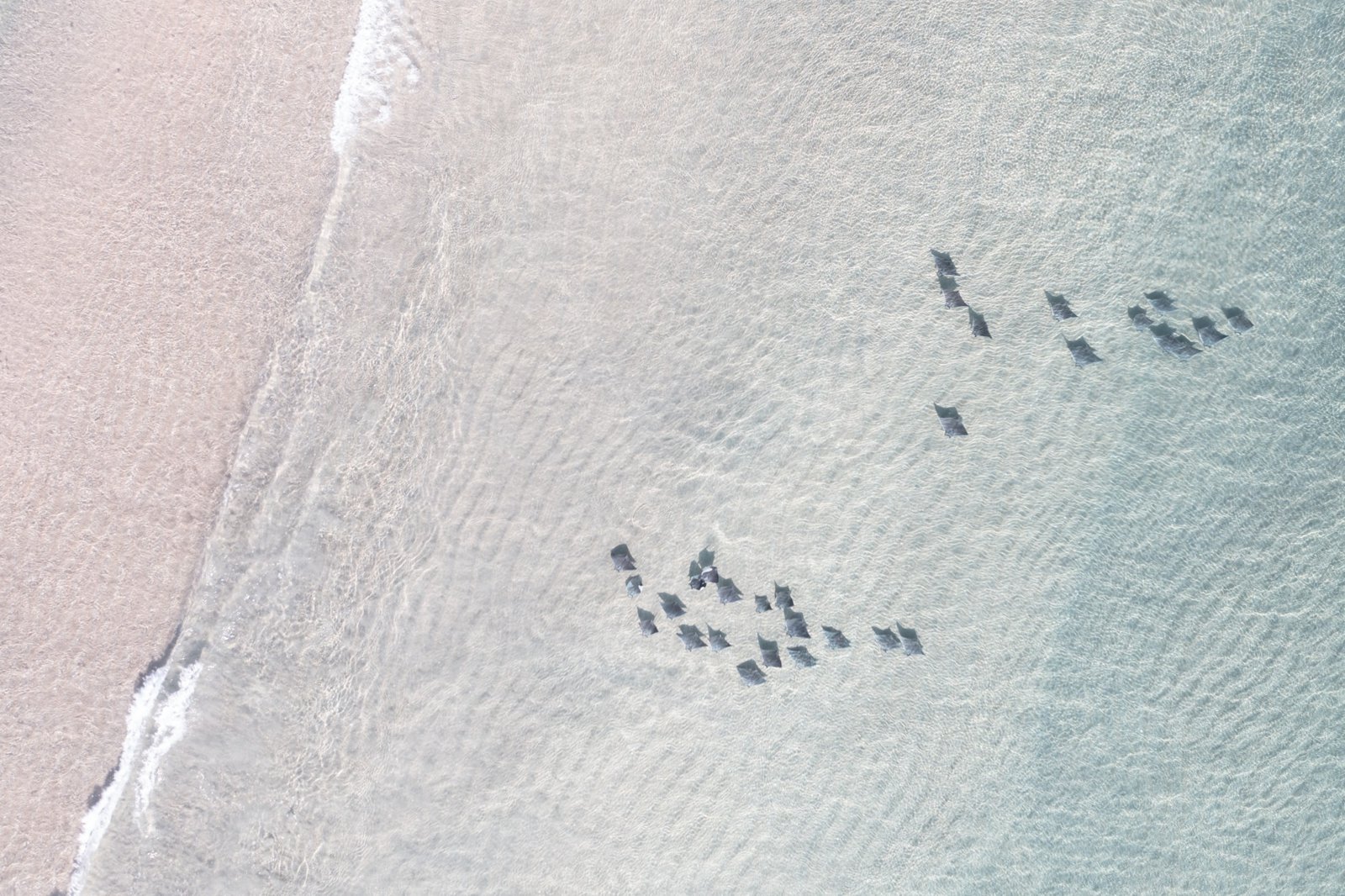 Two schools of Atlantic pygmy devil rays off a beach in south Florida, seen from above