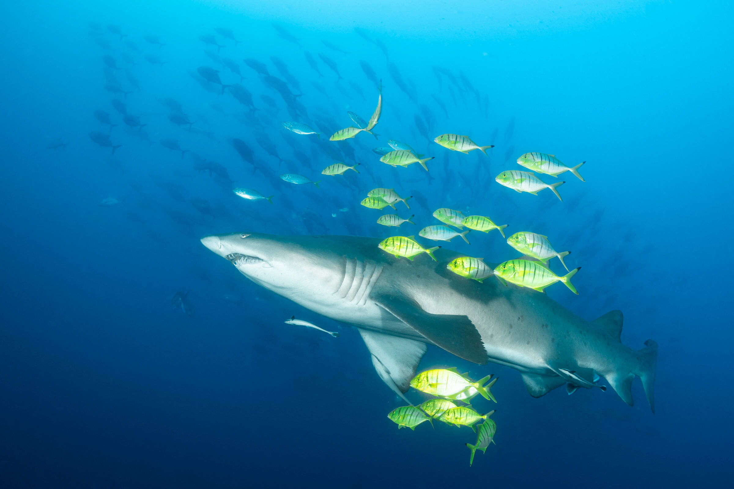 A grey nurse shark swims with small yellow-striped fish beneath a school of fish at Wolf Rock, Queensland