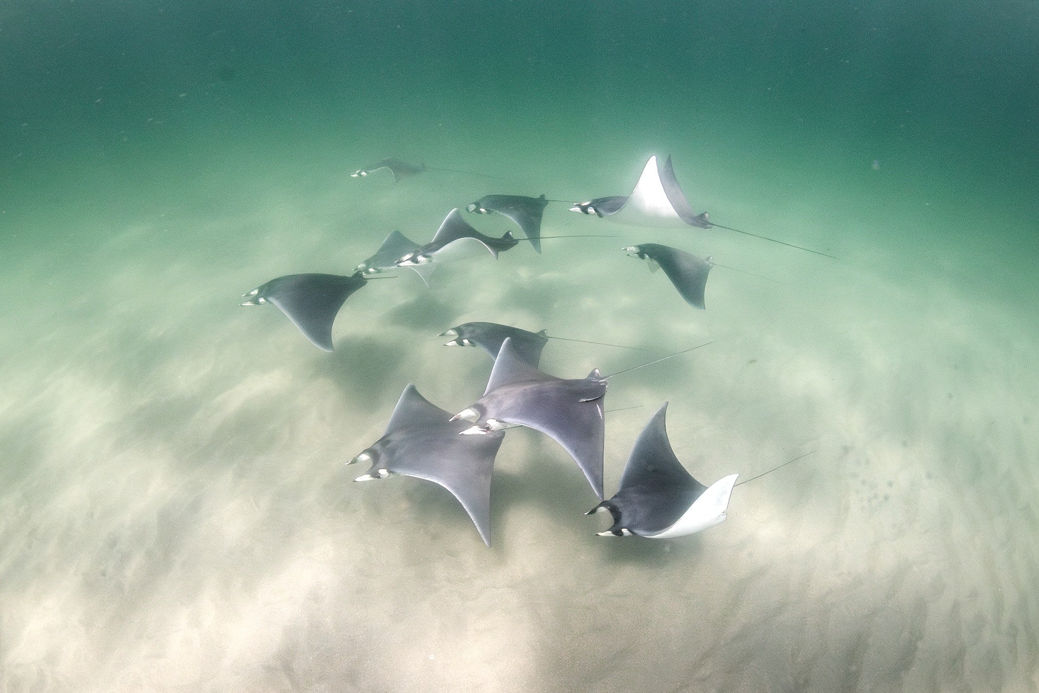 Atlantic Mobula Rays