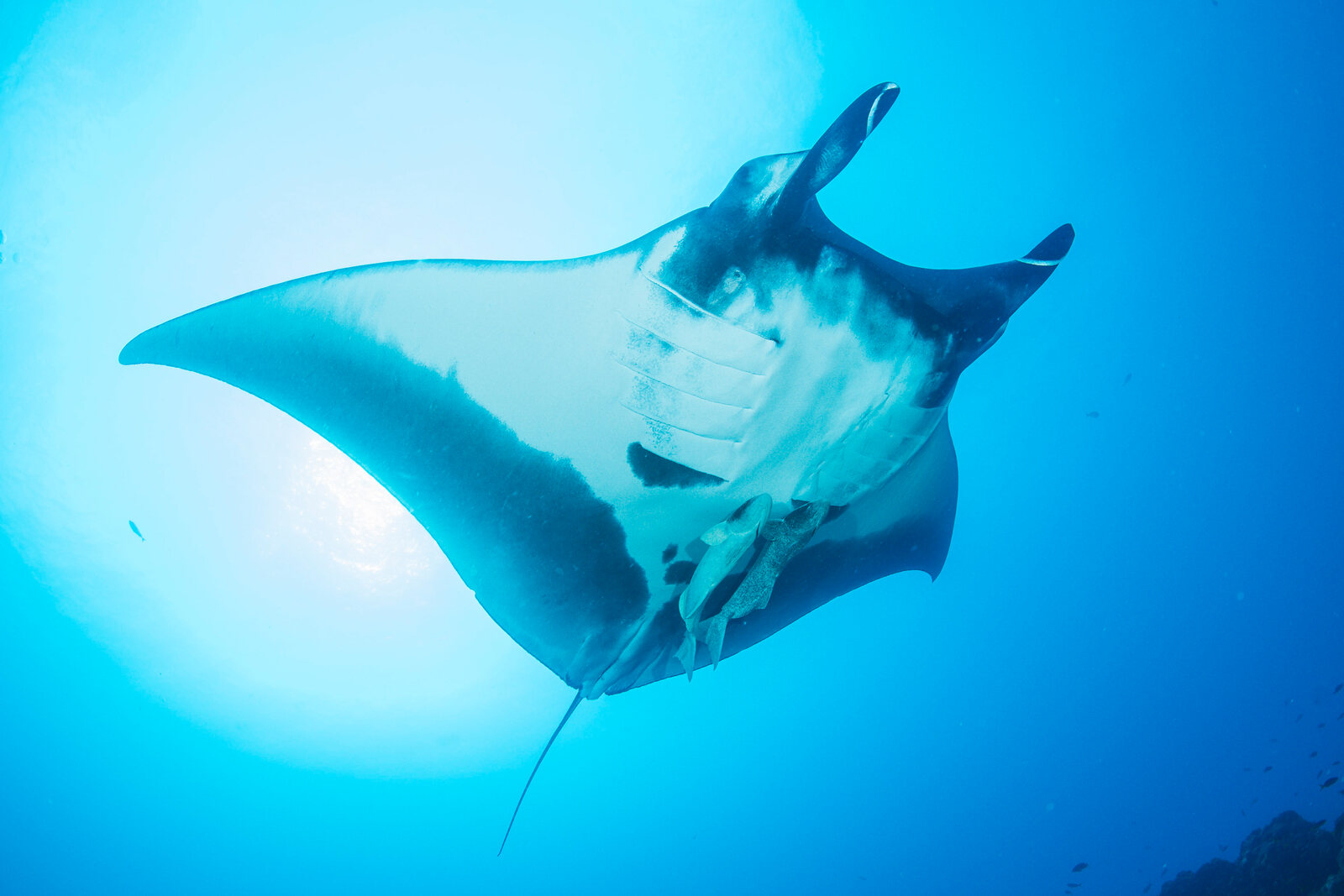The underside of an oceanic manta ray, showing the pattern of dark spots used to tell individuals apart