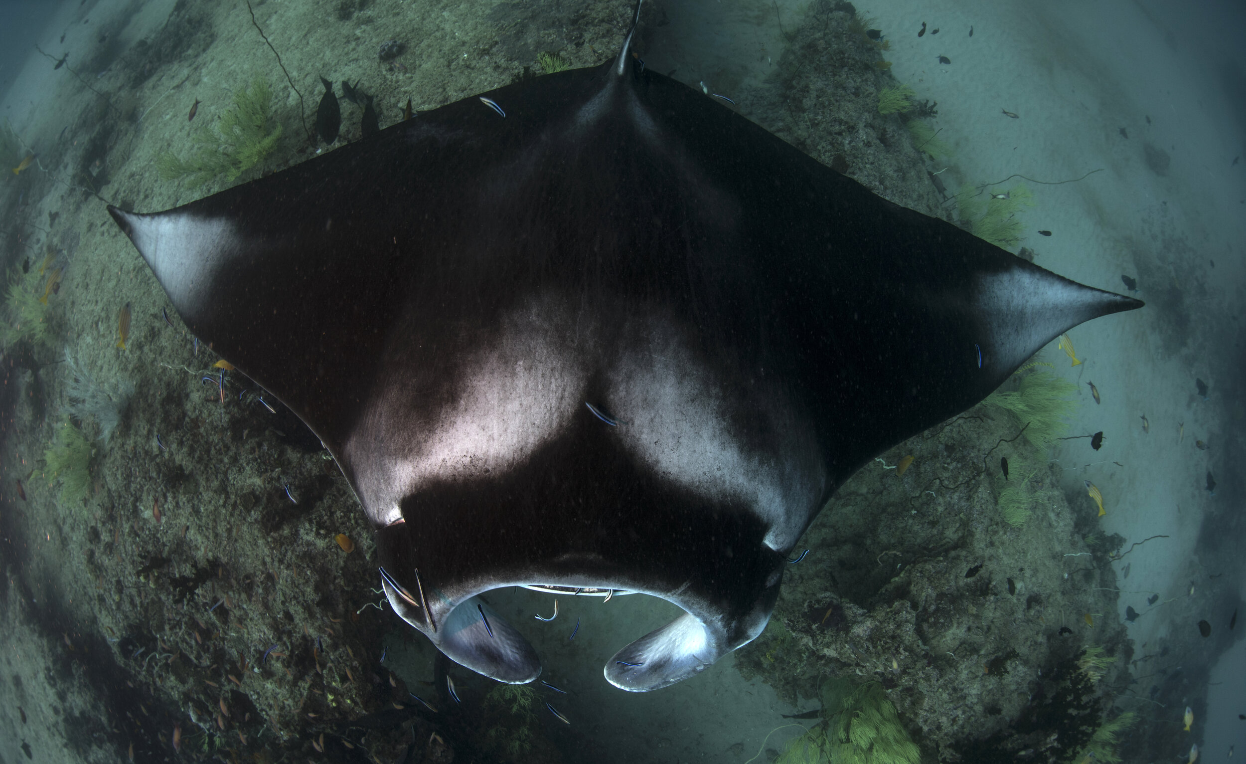 A manta ray glides over a reef in Mozambique, seen from above