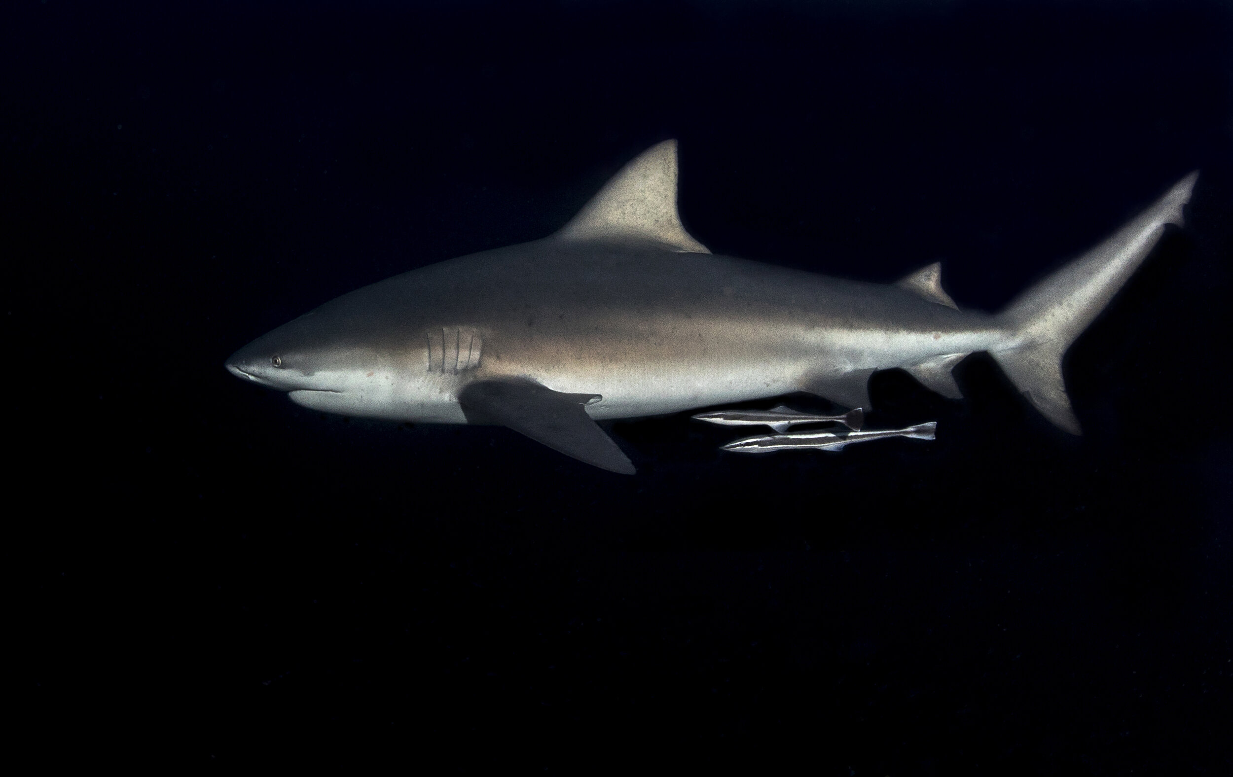 Bull Sharks