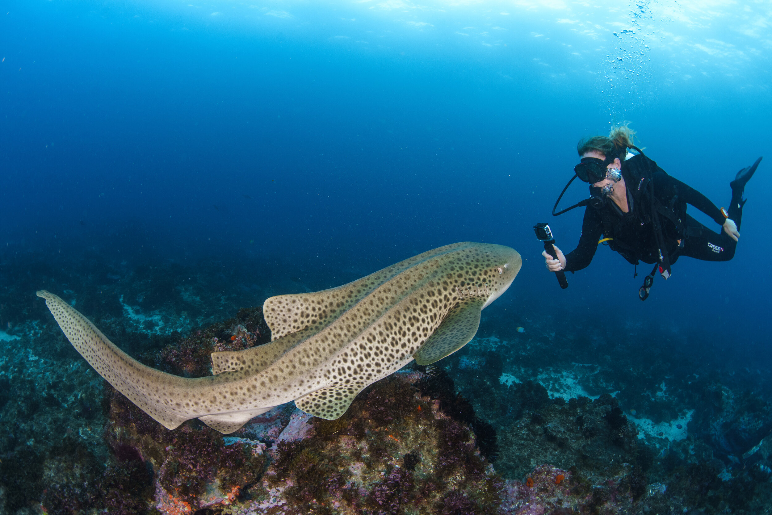 Promoting marine ecotourism.