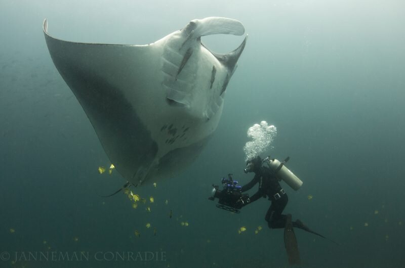 The giant manta ray fatty acid profile showed almost a complete reliance on mesopelagic food