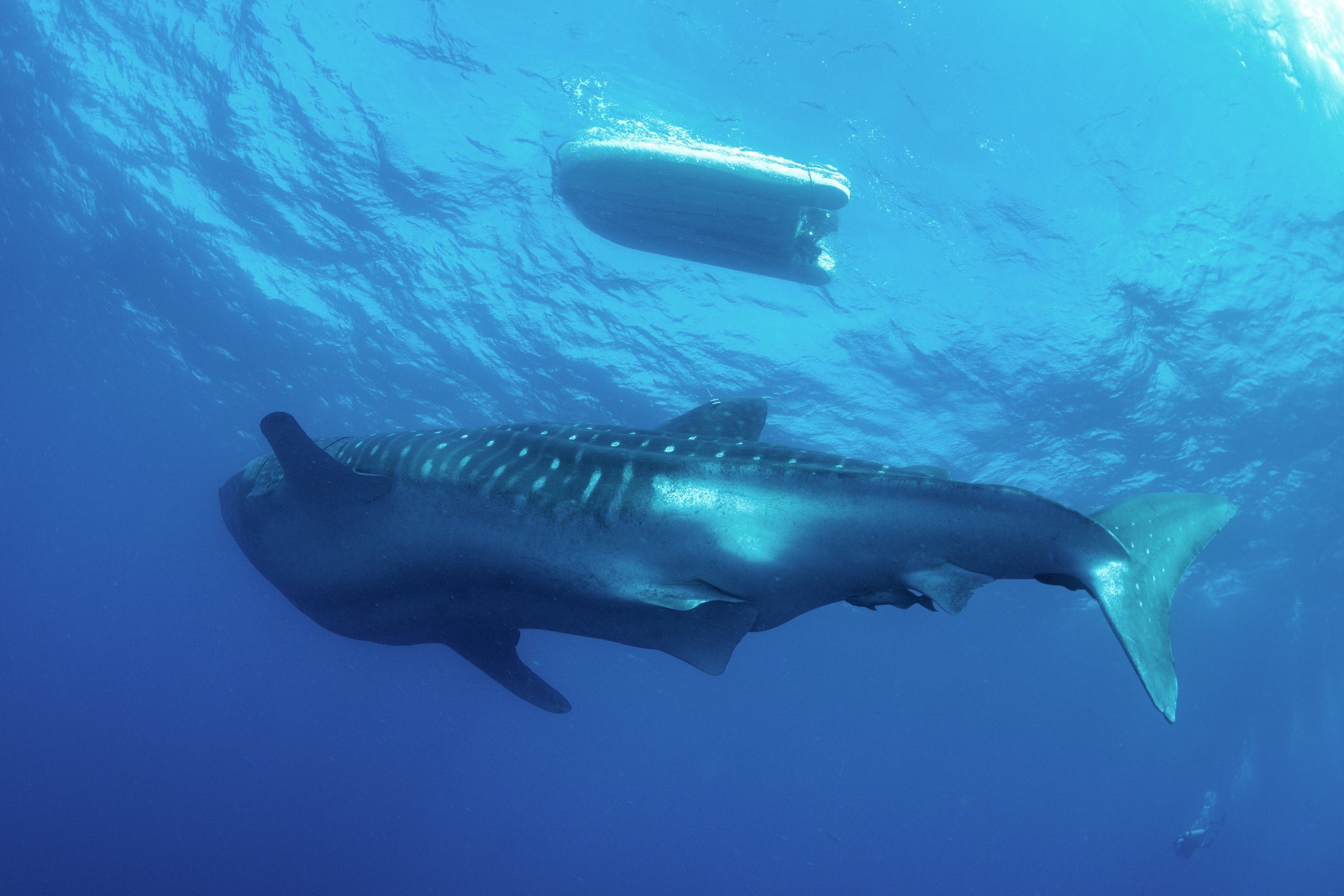 A whale shark swims beneath a boat in the Mexican Caribbean
