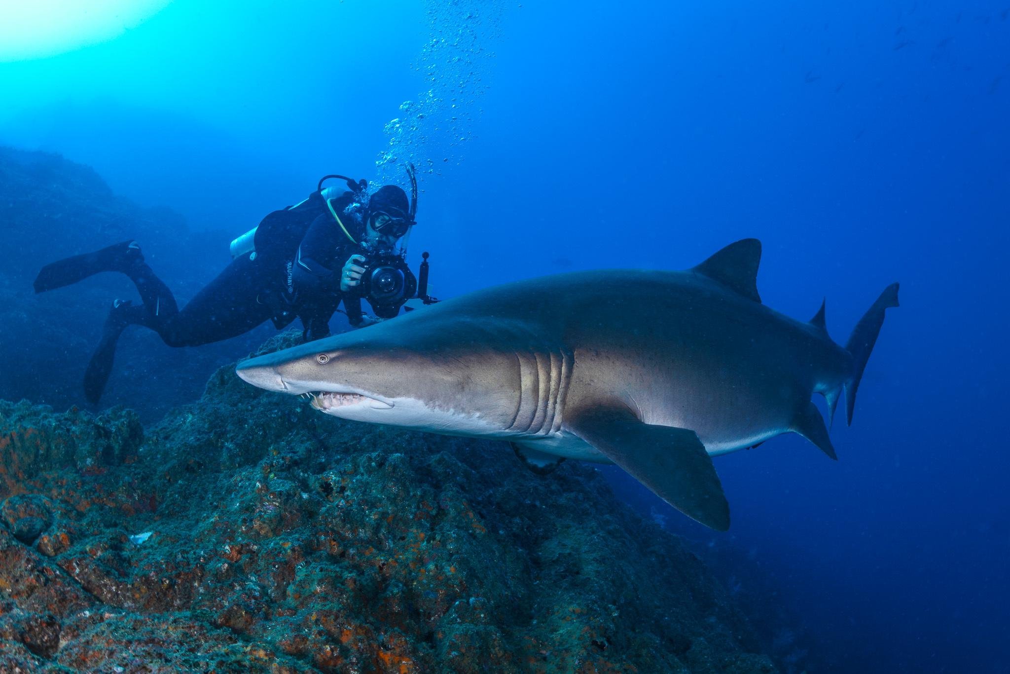 A diver photographs a grey nurse shark swimming over the reef at Wolf Rock, Queensland