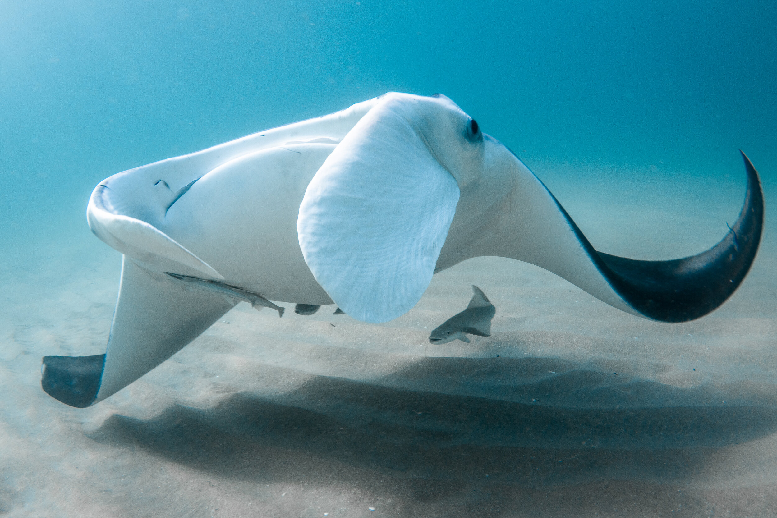 A manta ray glides over sand, showing its white underside