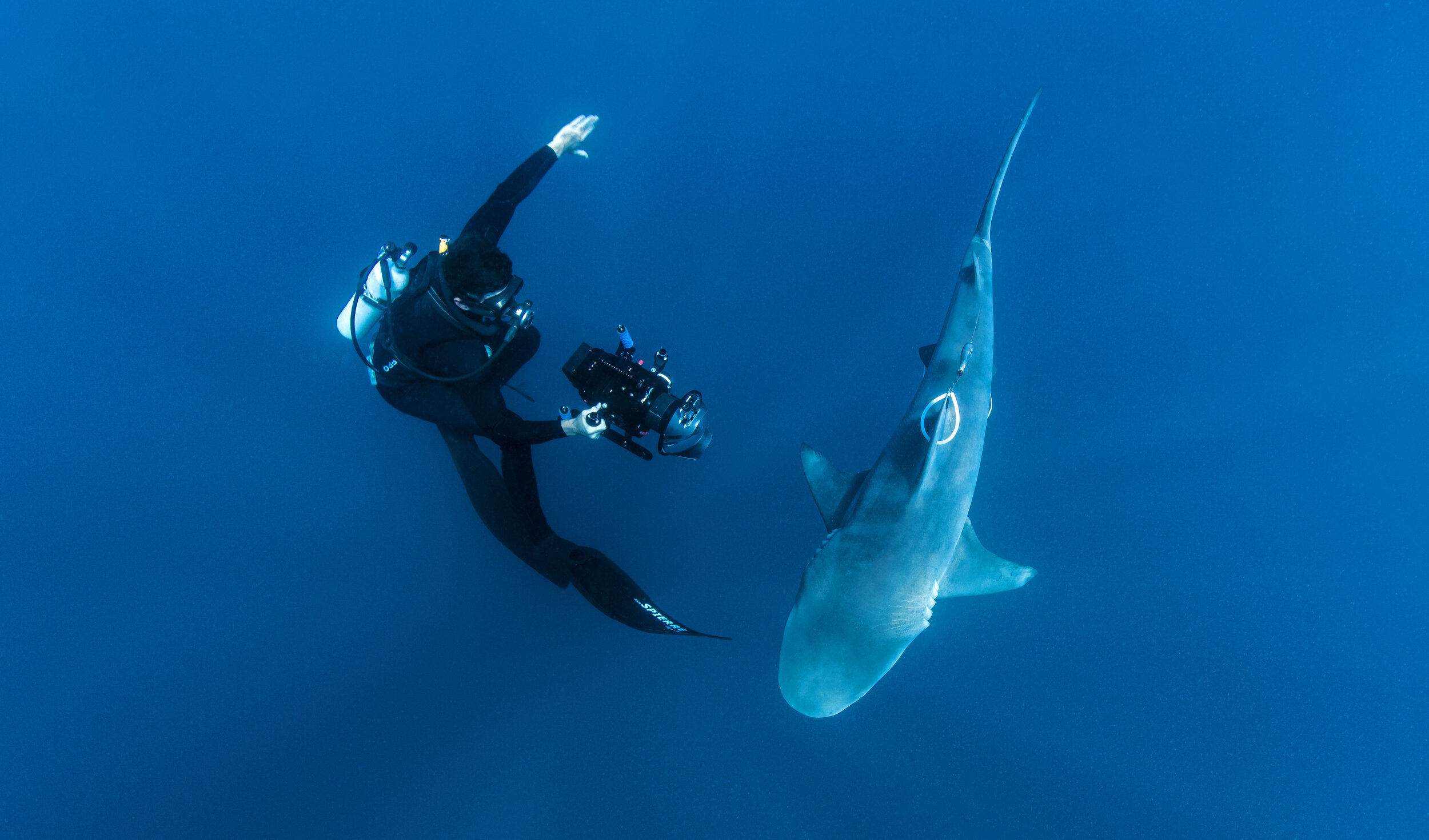A diver films a tagged bull shark