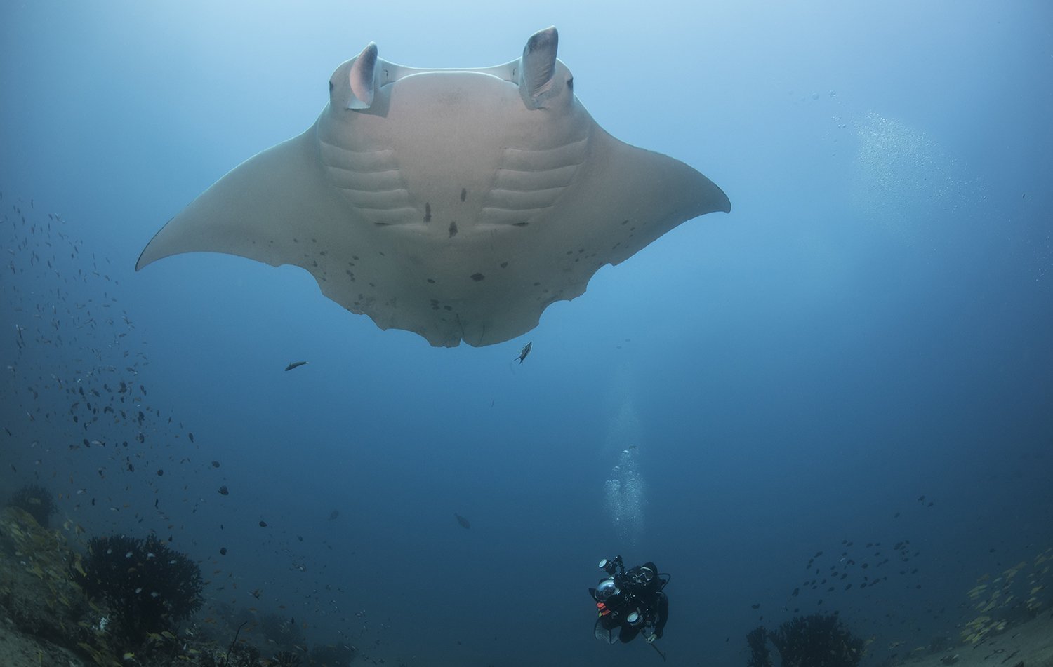 Dr. Stephanie Venables photographs the underside of a reef manta ray