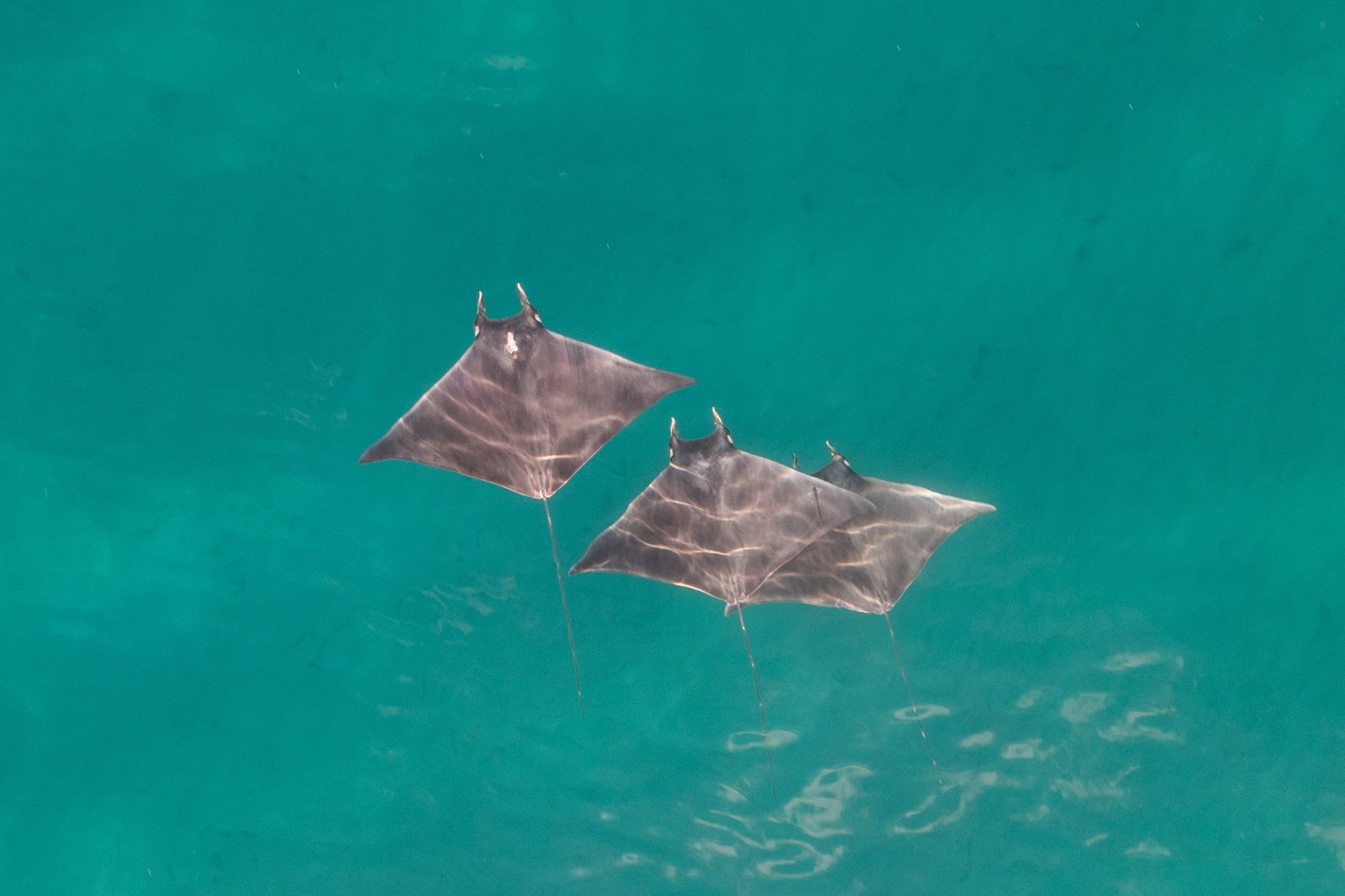 Atlantic pygmy devil rays seen from above off south Florida