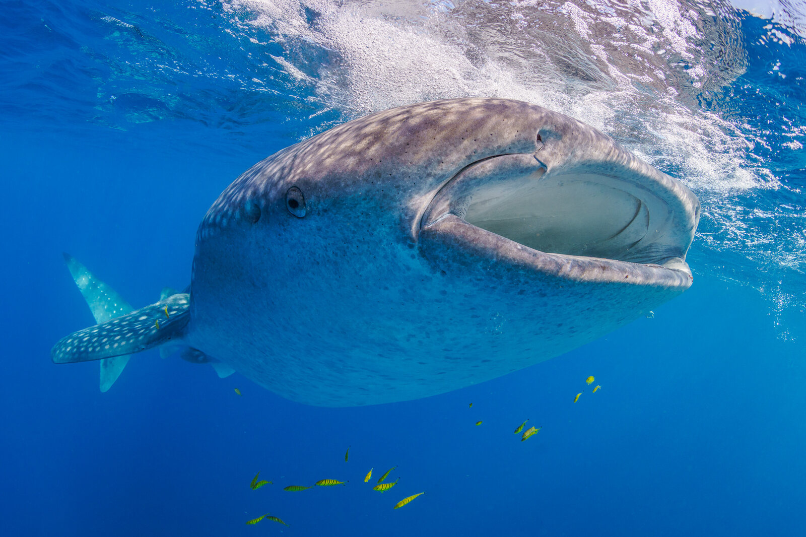 A young whale shark with its mouth wide open just below the surface
