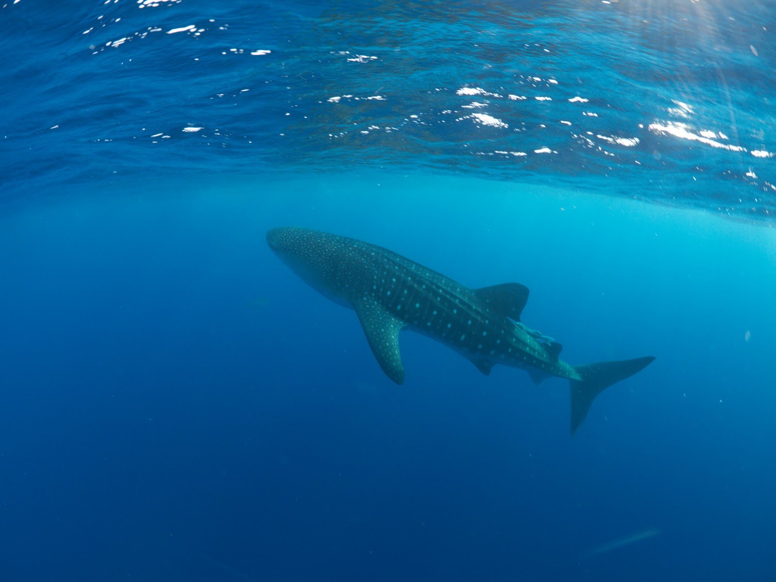 A whale shark swims in blue water off Utila, Honduras
