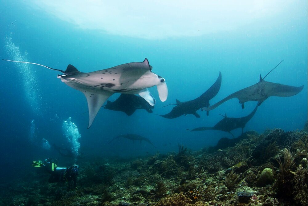 Guest+with+mantas+Raja.jpg
