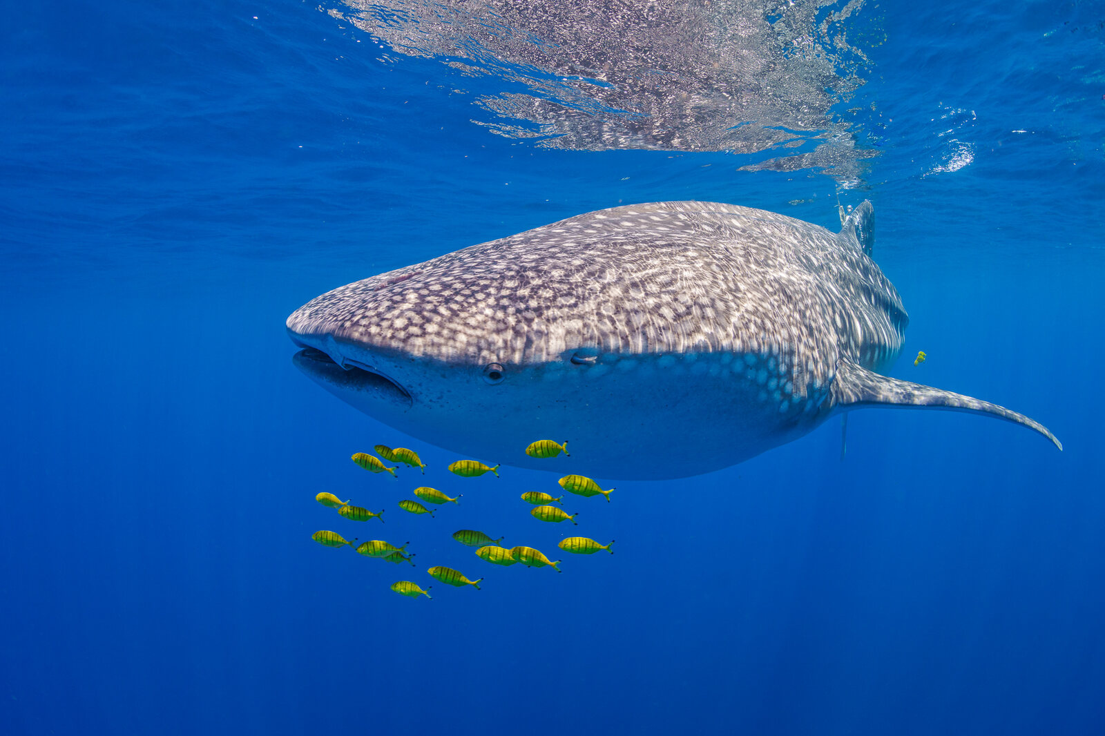 A whale shark swims just below the surface with a school of golden trevally