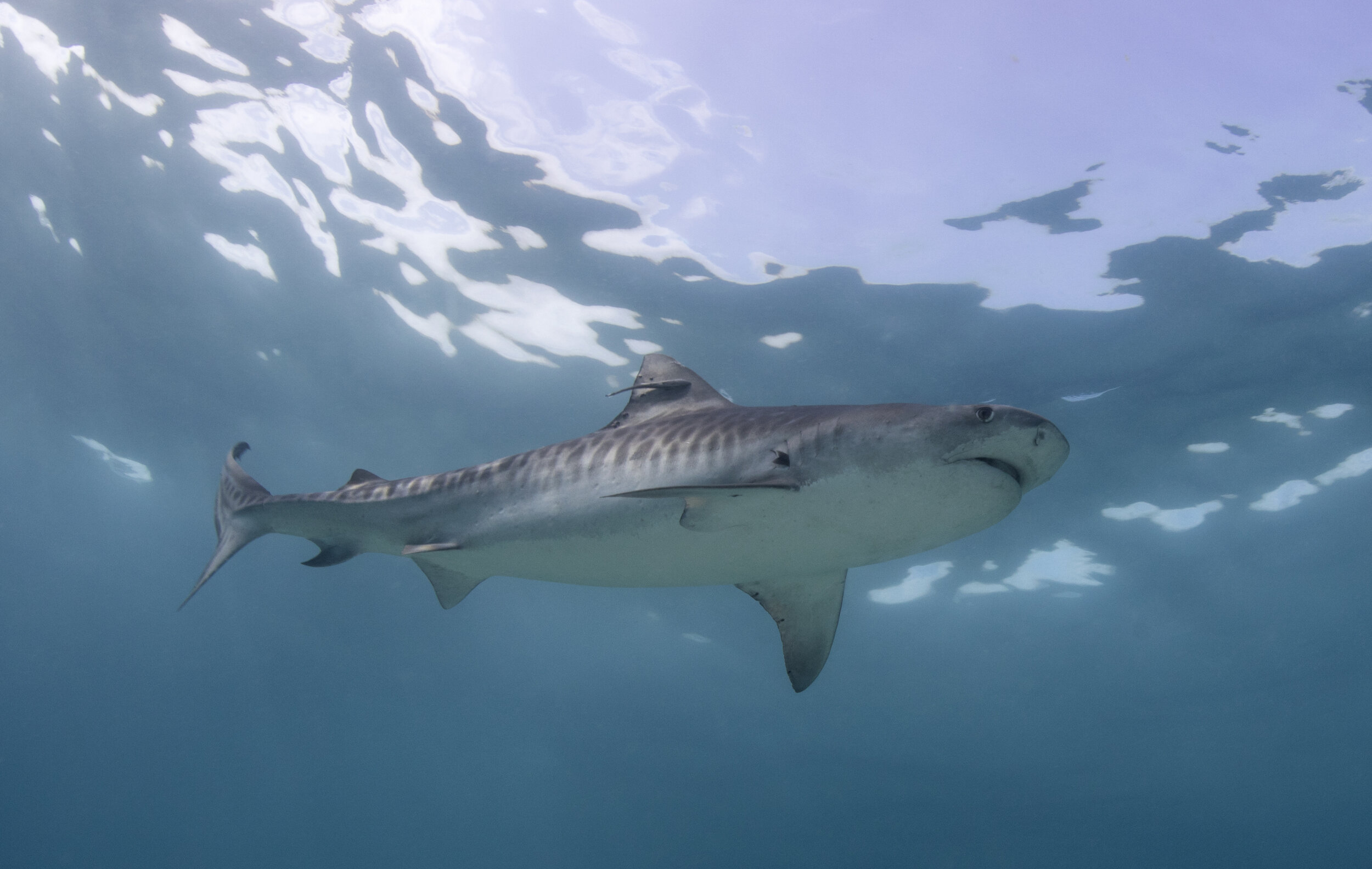 A young tiger shark swims beneath the surface in the Bazaruto Seascape