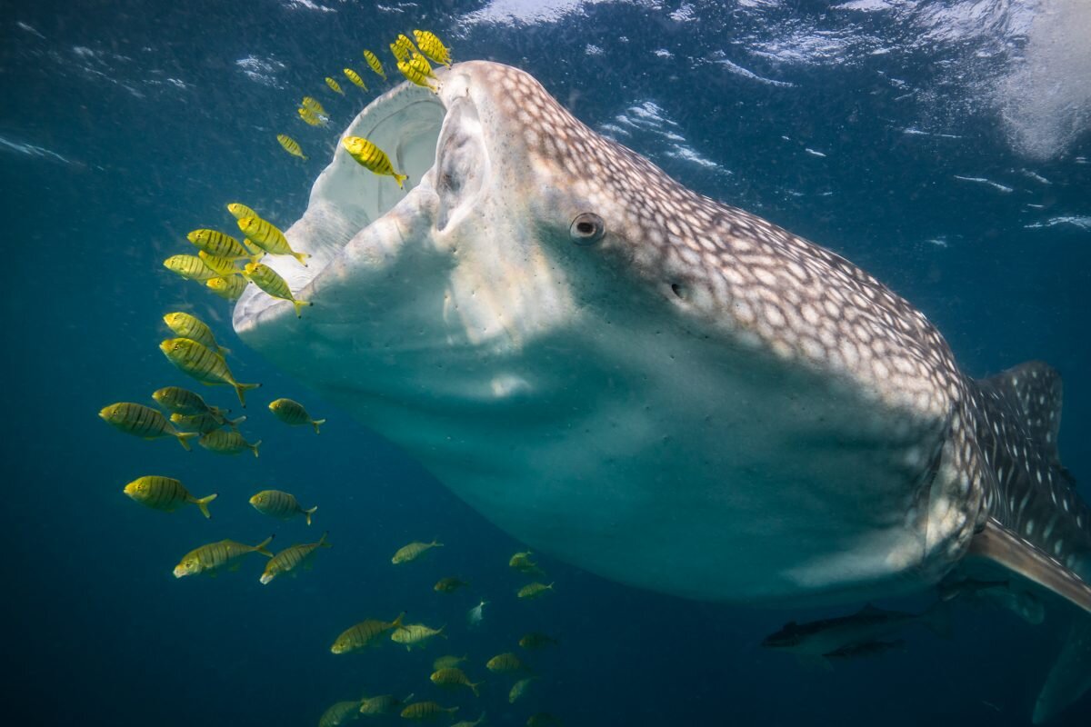 The study suggests that feeding in productive coastal waters is an important driver of whale shark movements
