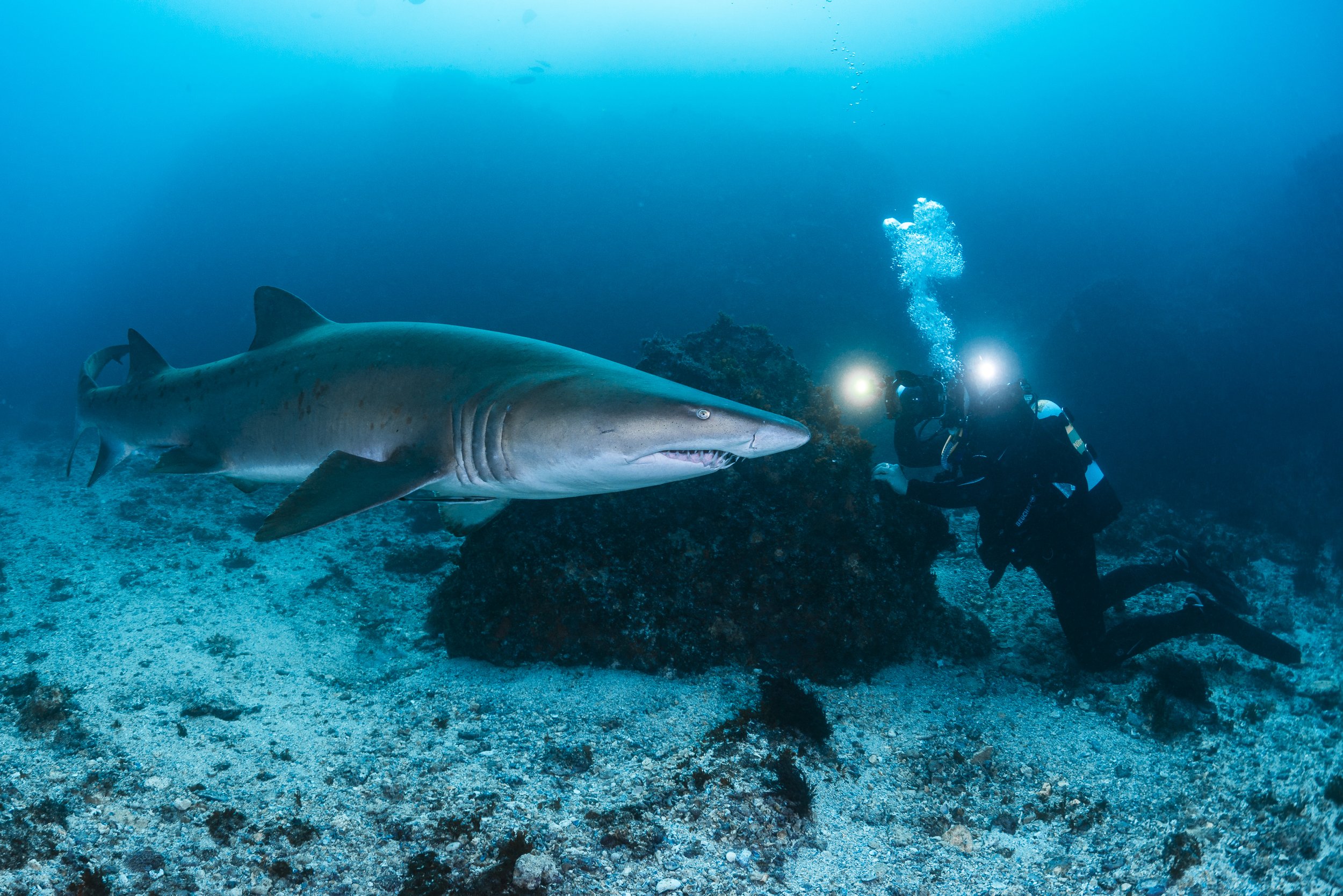 Jarrod Cameron, a PhD candidate at the University of the Sunshine Coast, photo-identifies a grey nurse shark off southeast Queensland