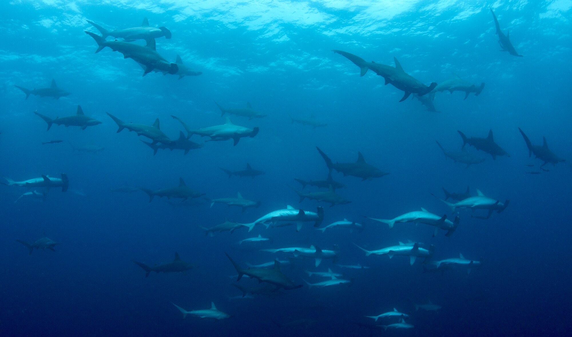Large Group of Hammerhead Sharks in Mozambique; Photo by Dr. Andrea Marshall