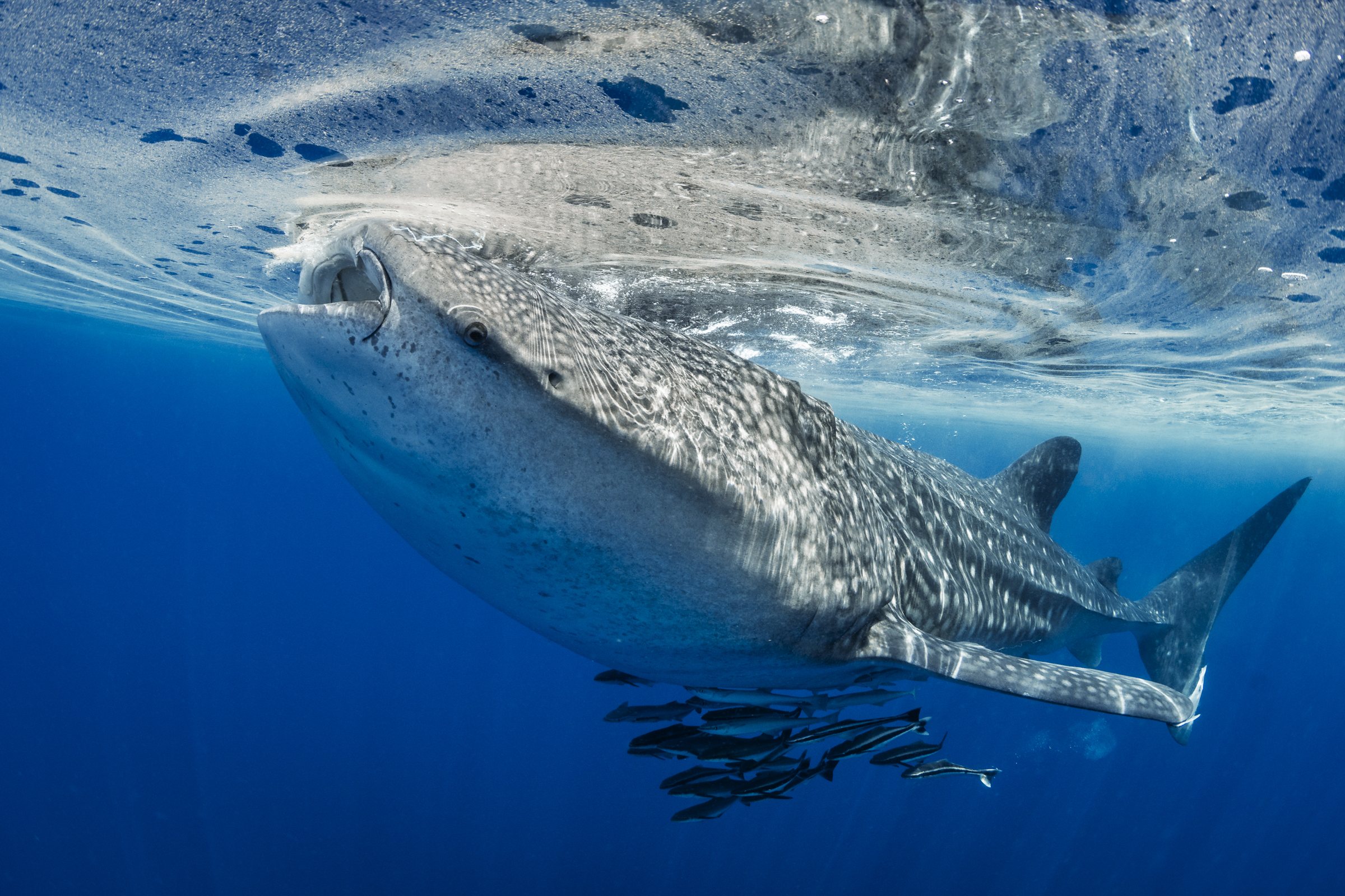 A whale shark feeding at the surface off Oman, June 2025