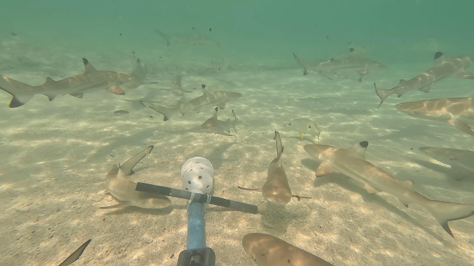 Young blacktip reef sharks swim around a baited camera on a sandy seabed