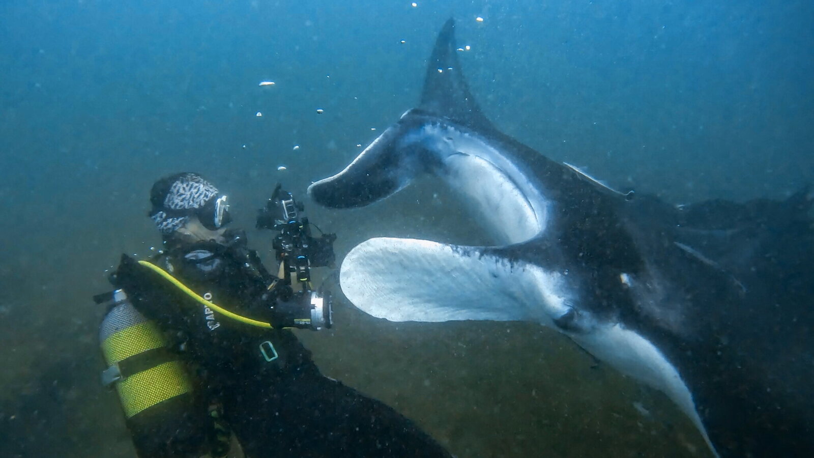 Dr. Nakia Cullain photographs a curious manta ray underwater in Mozambique