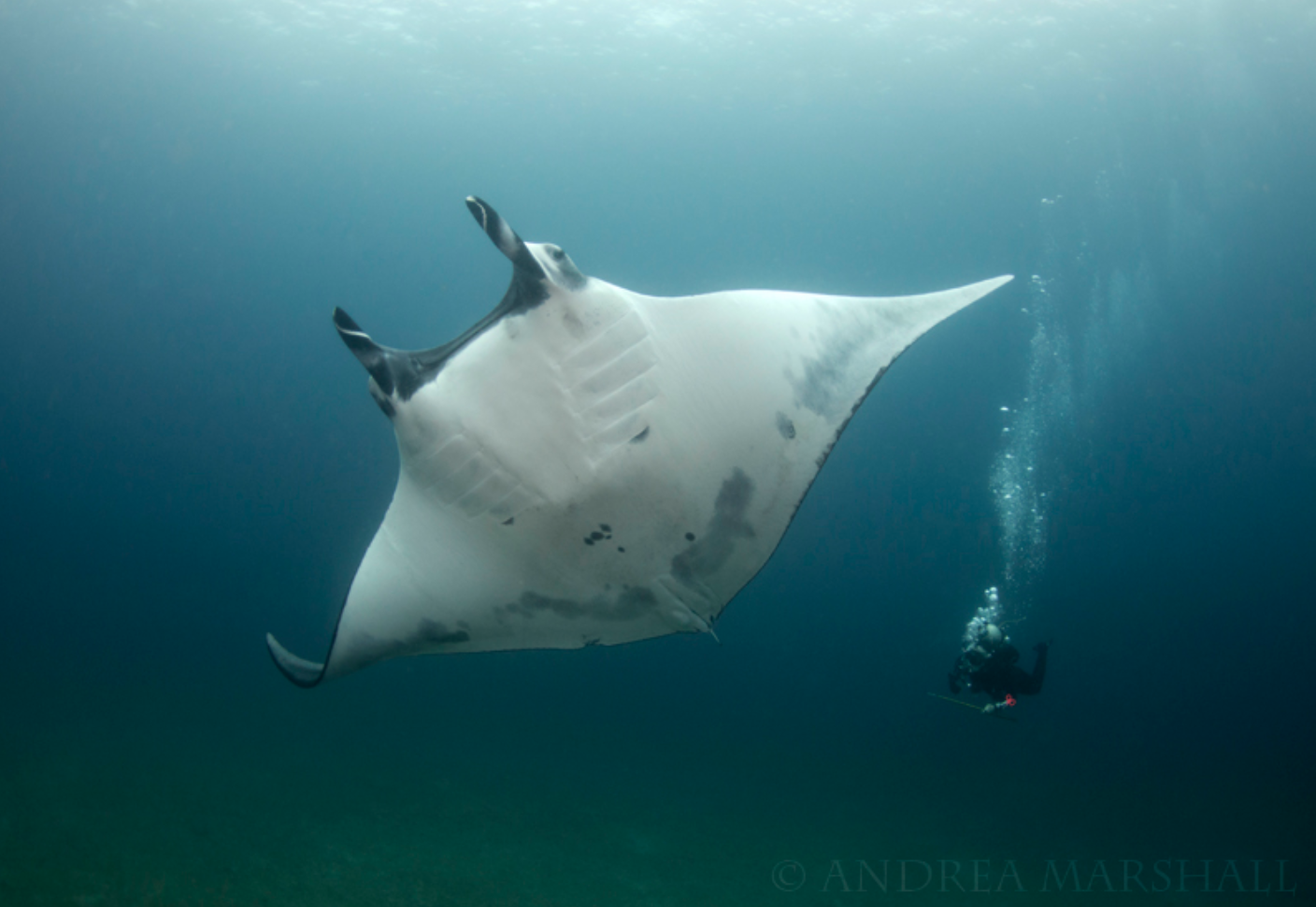 Tissue samples from giant manta rays are helping researchers better understand the elusive species’ feeding habits