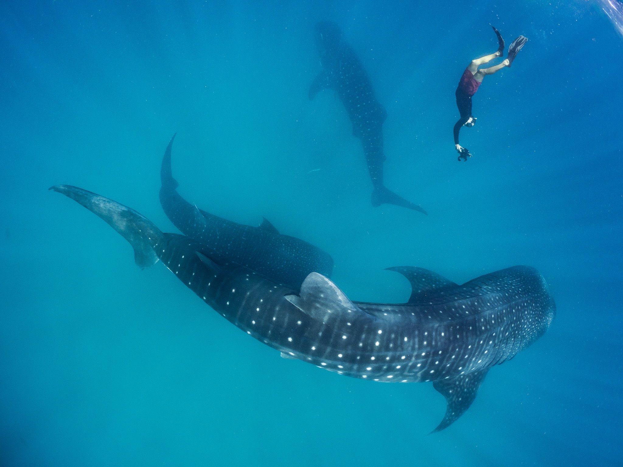 Dr. Chris Rohner photographing whale sharks at Mafia Island