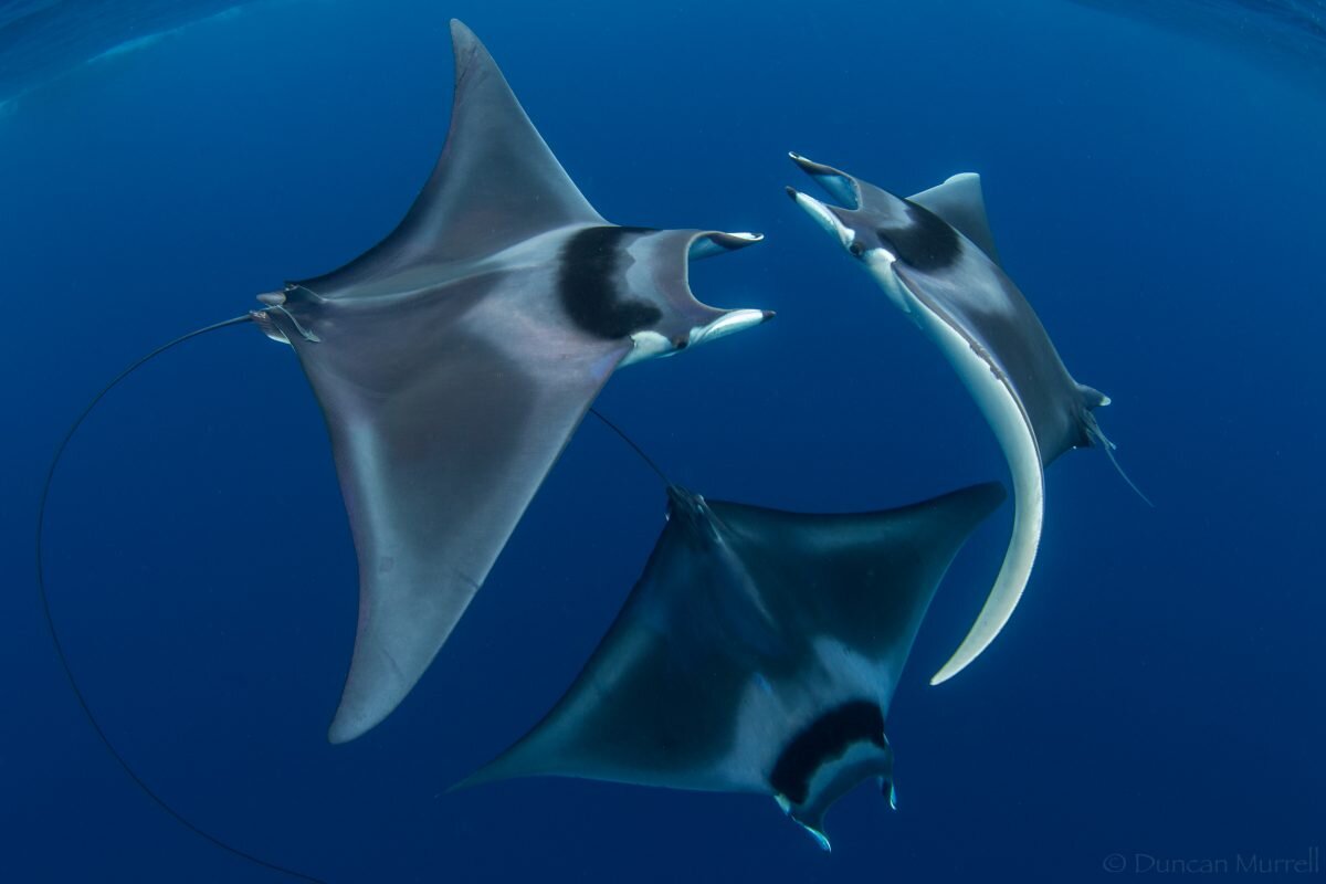 Three devil rays swim together in blue water