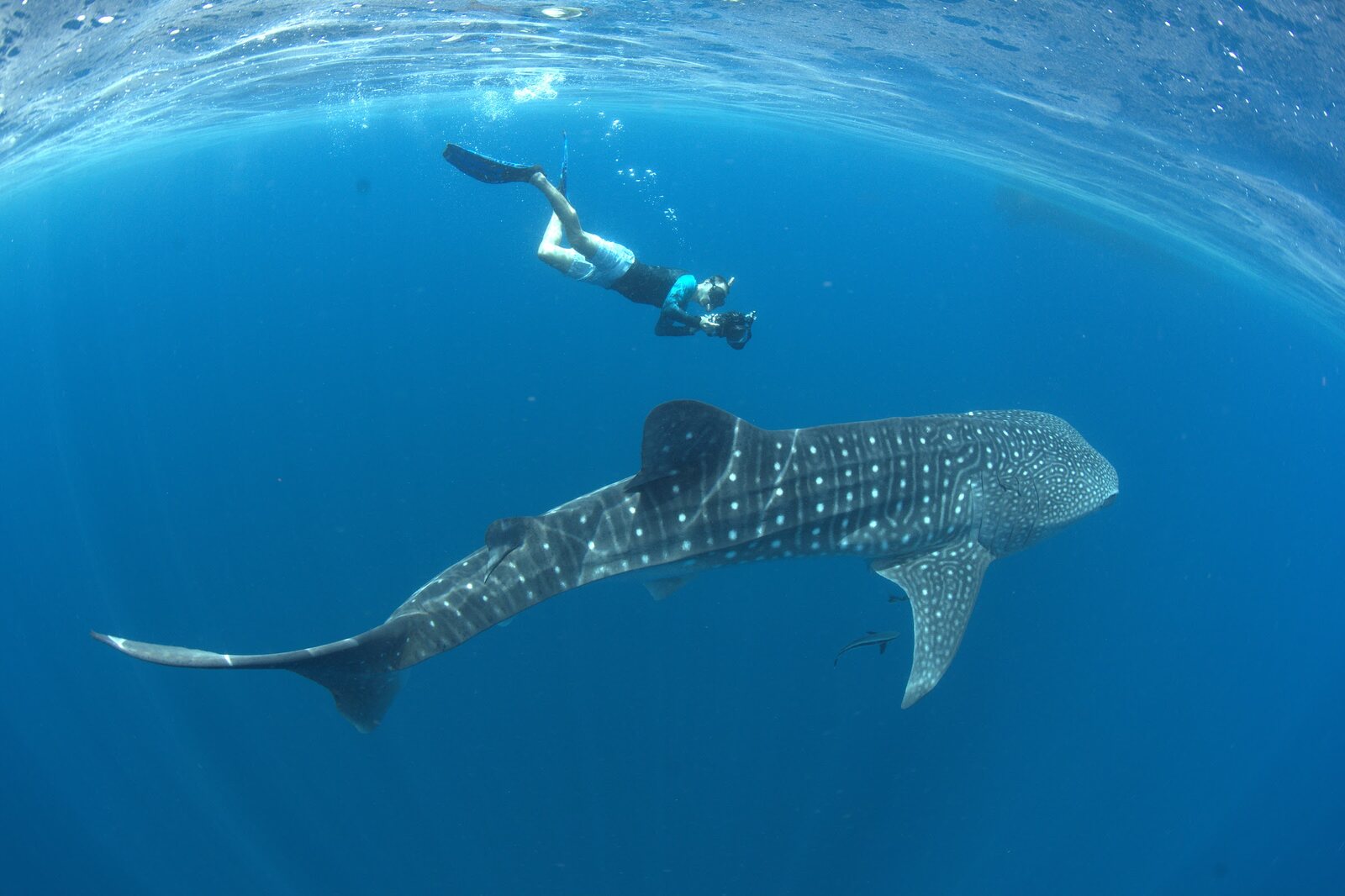 A snorkeler photographs a whale shark's spot pattern off Oman